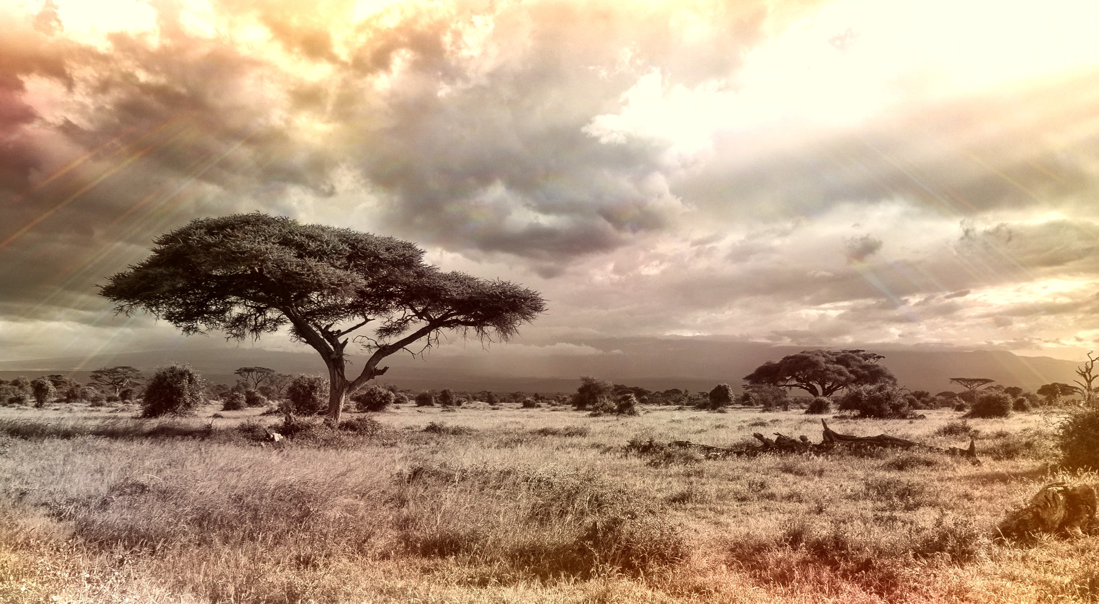 Wallpaper / africa savannah national park tree nature sky 4k wallpaper free download