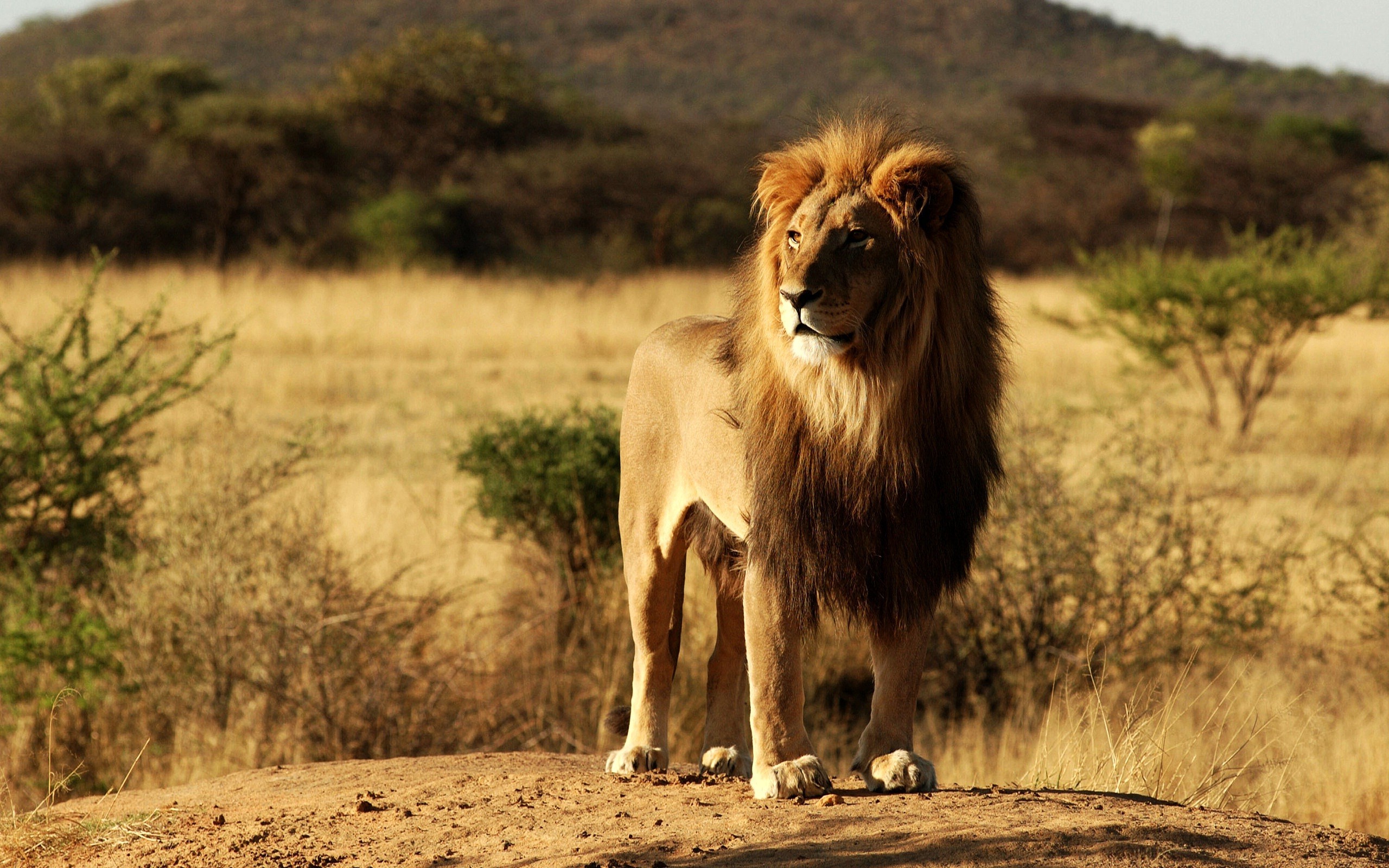 africa nature landscape lion Gallery HD Wallpaper