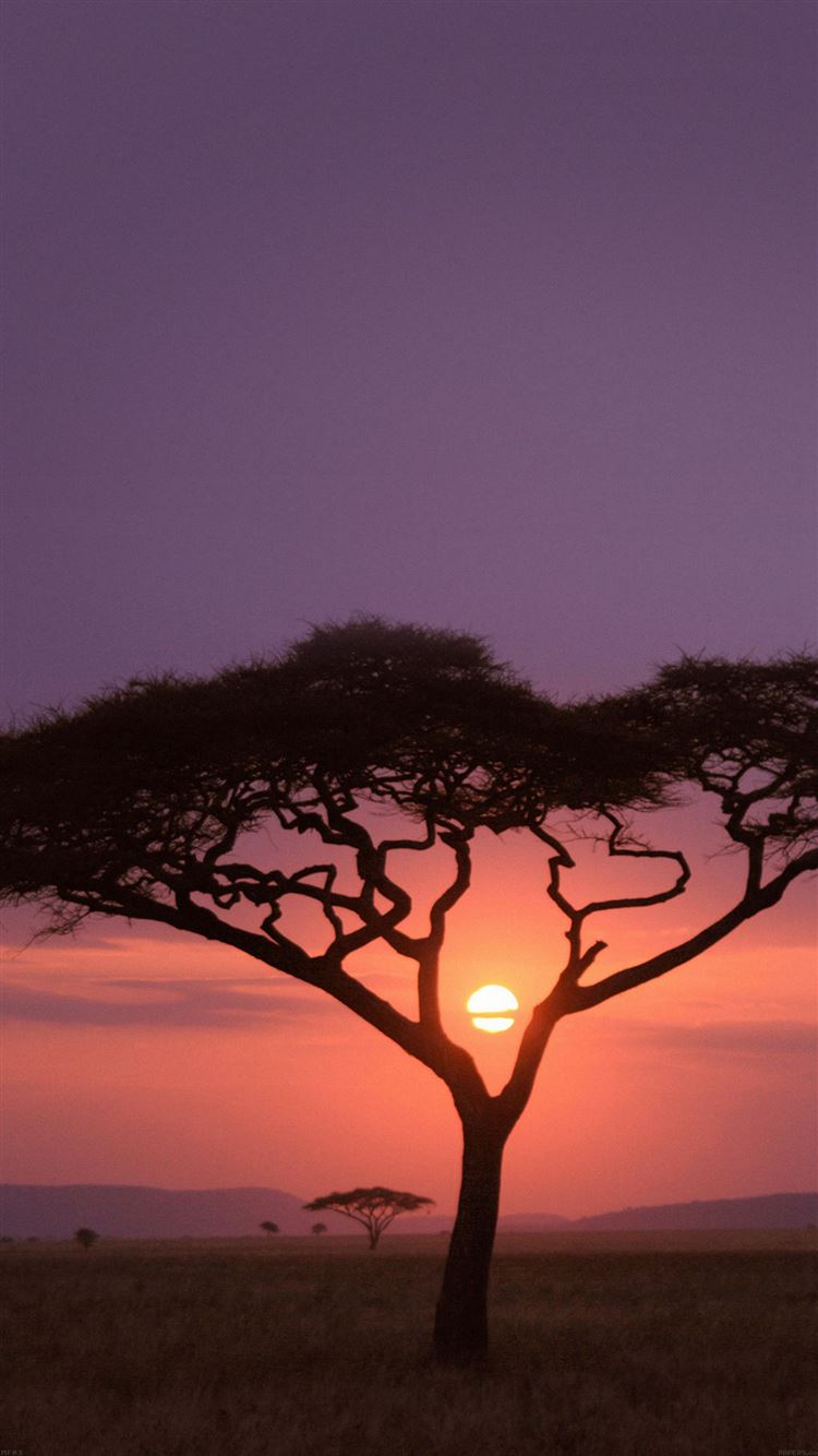 Solo Tree Safari Africa Sunset iPhone 8 Wallpaper Free Download