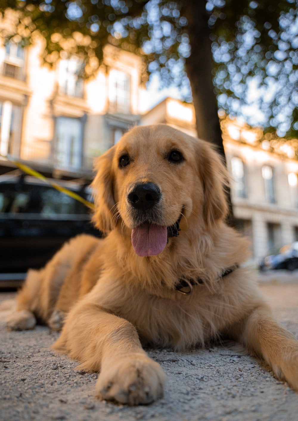 Golden Retriever Picture [HD]. Download Free Image