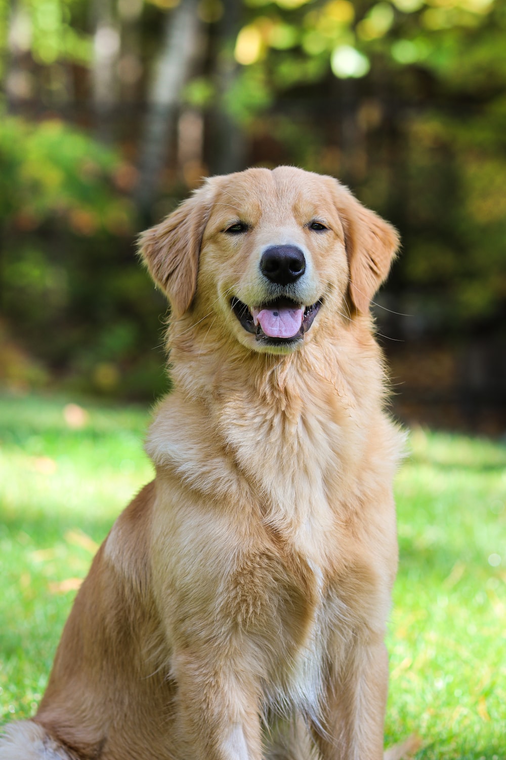 Golden Retriever Picture [HD]. Download Free Image