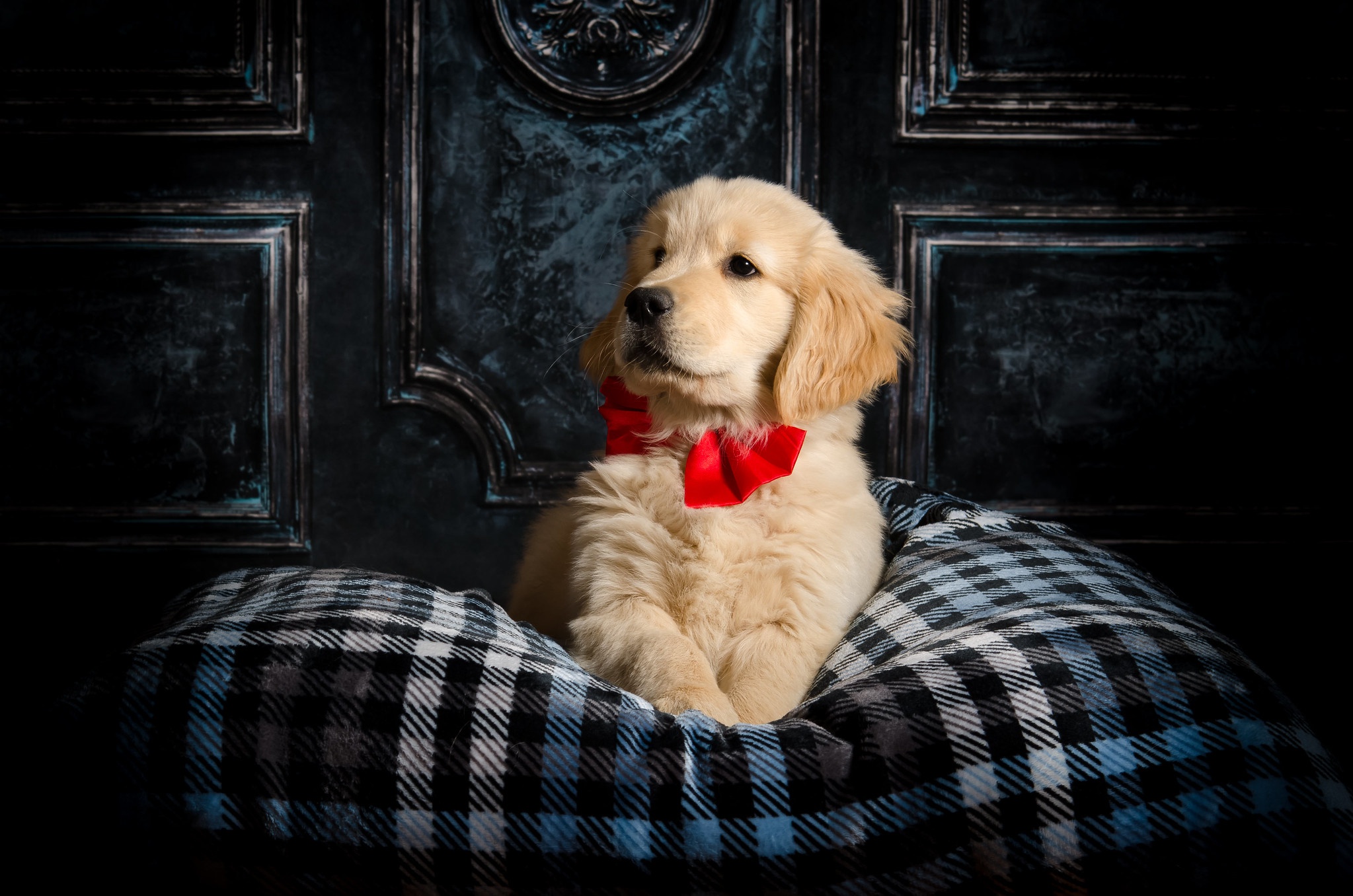 Animal Golden Retriever HD Wallpaper