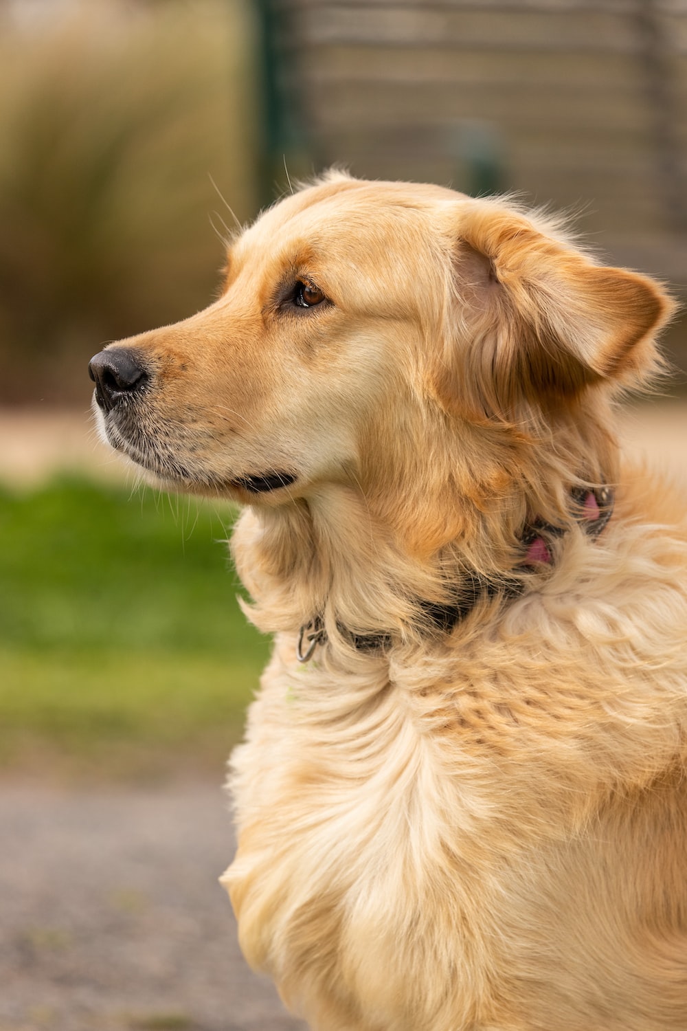 Golden Retriever Picture [HD]. Download Free Image