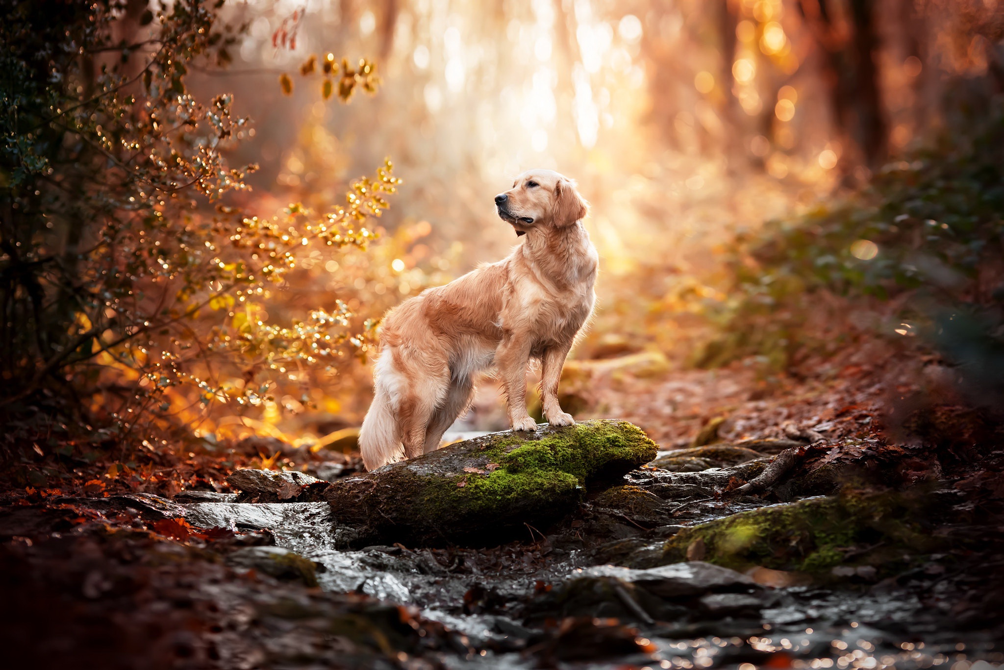 Animal Golden Retriever HD Wallpaper