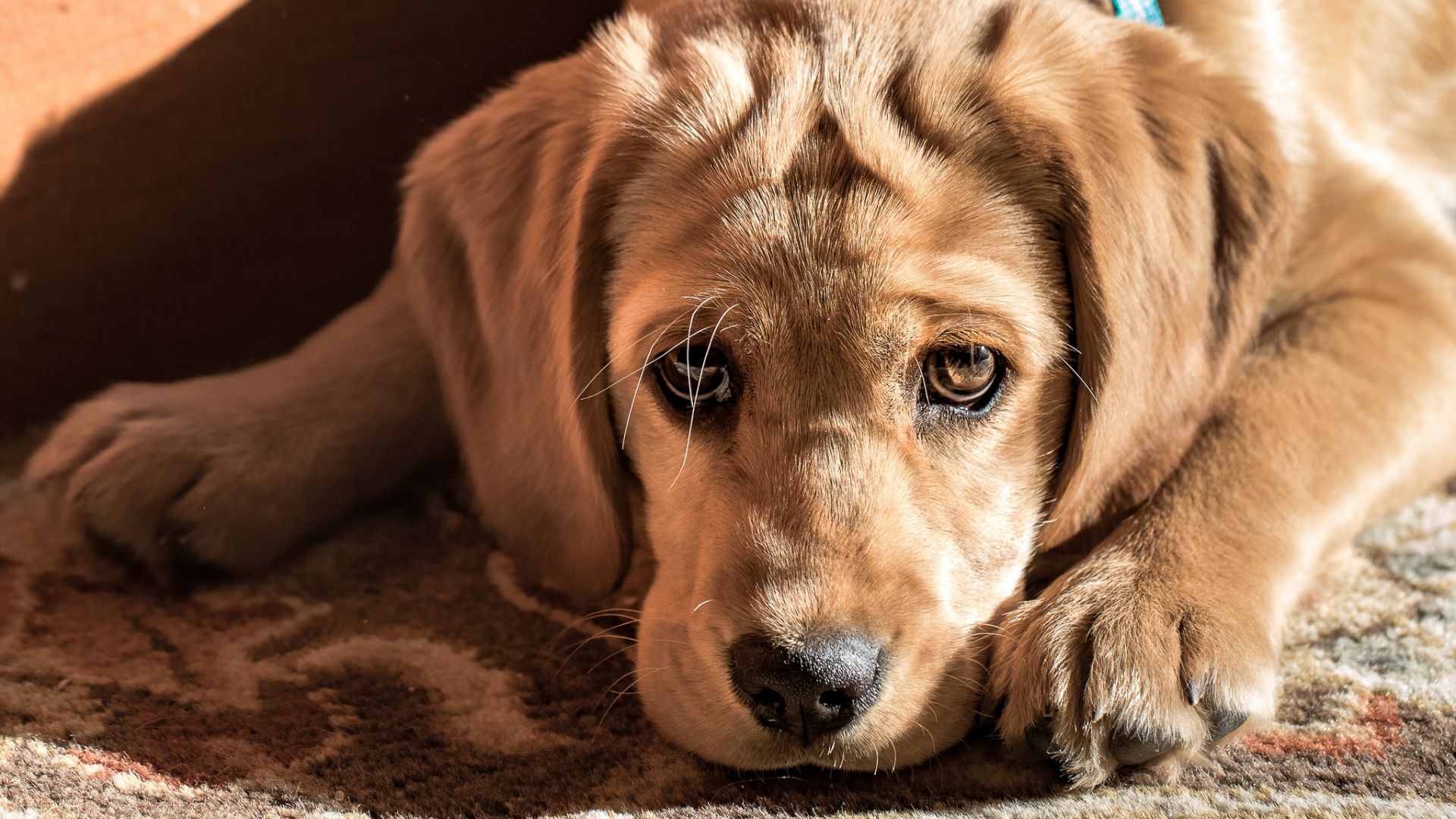 Desktop Wallpaper Golden Retriever Dog Puppy, HD Image, Picture, Background, Tdmvh1