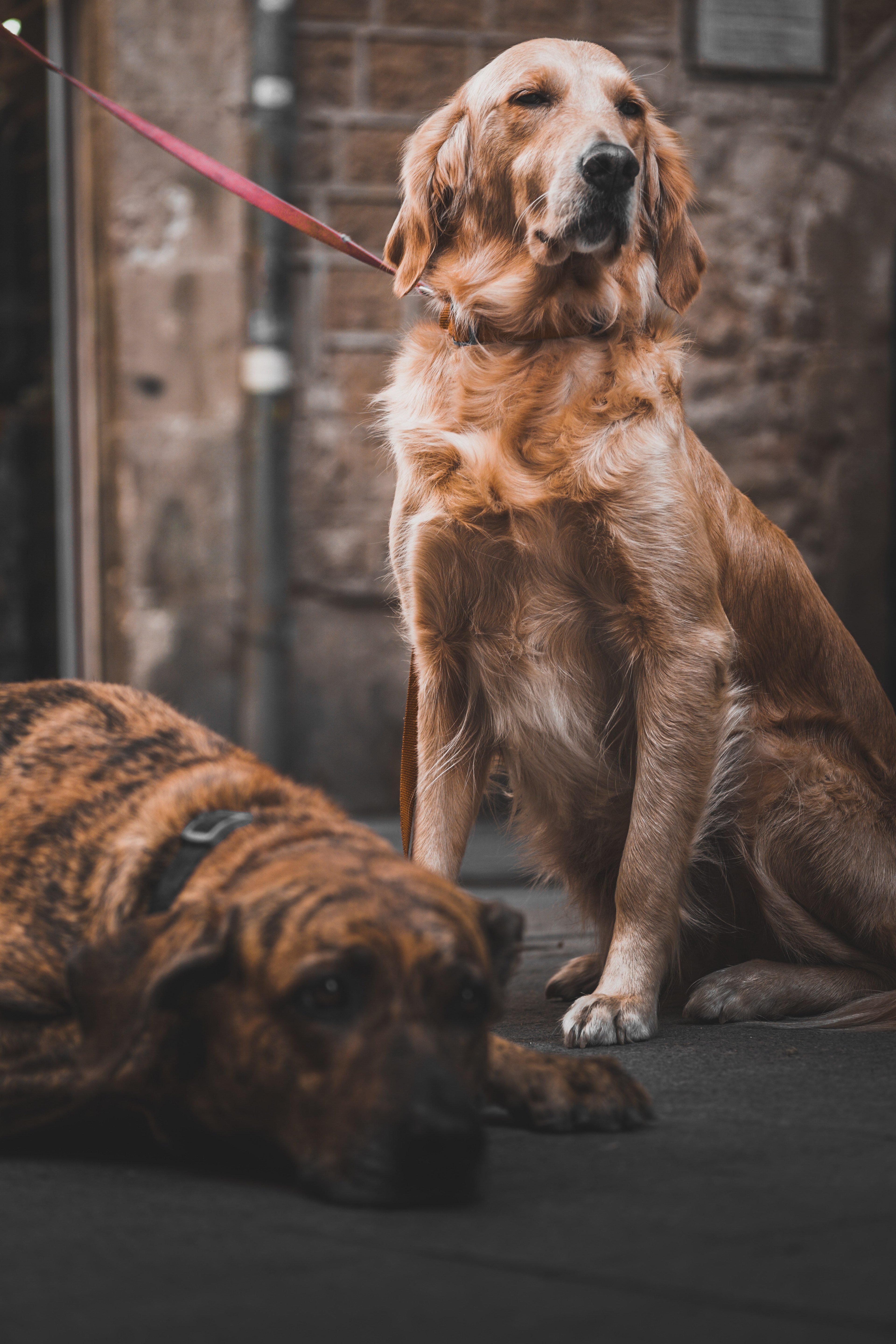 Wallpaper / dog pet canine and golden retriever HD 4k wallpaper free download