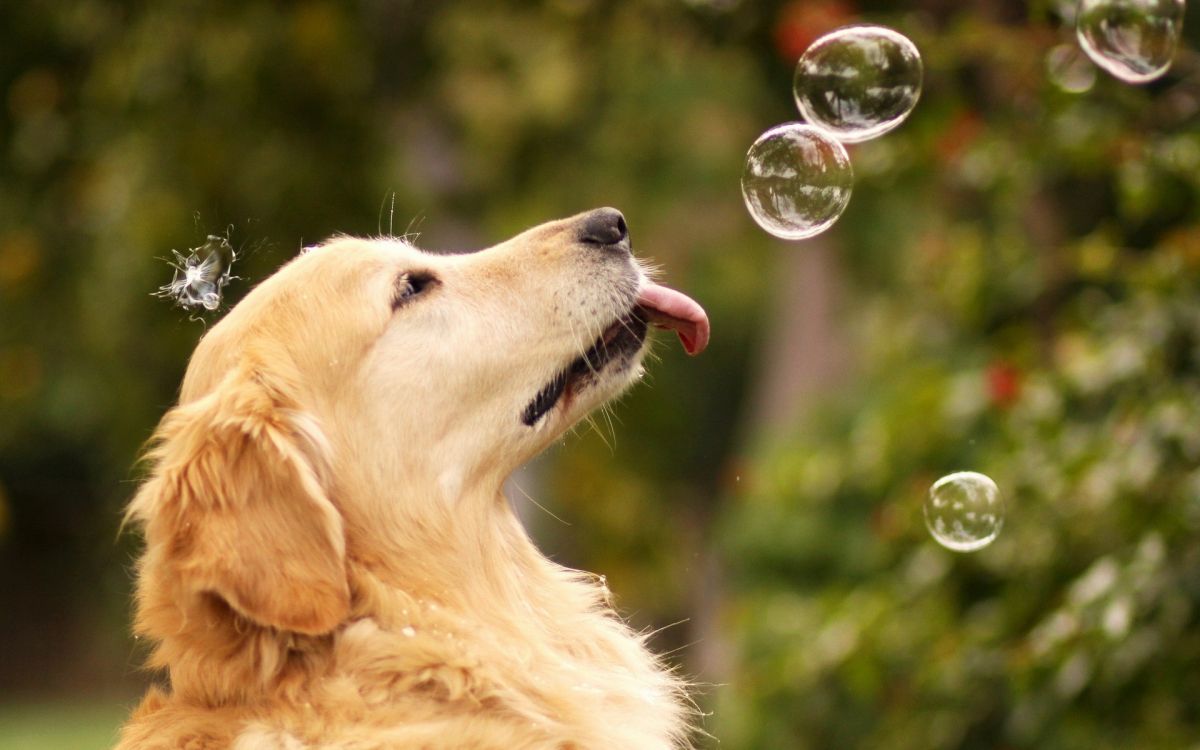 Wallpaper Golden Retriever With Bubbles in Mouth, Background Free Image