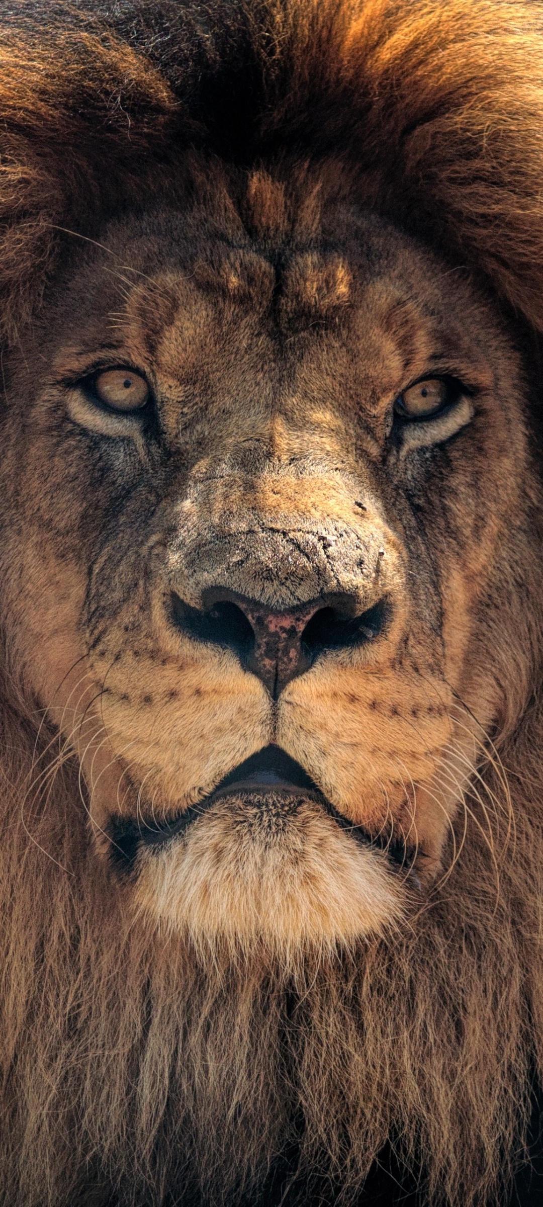 Wallpaper / Animal Lion Phone Wallpaper, , 1080x2400 free download