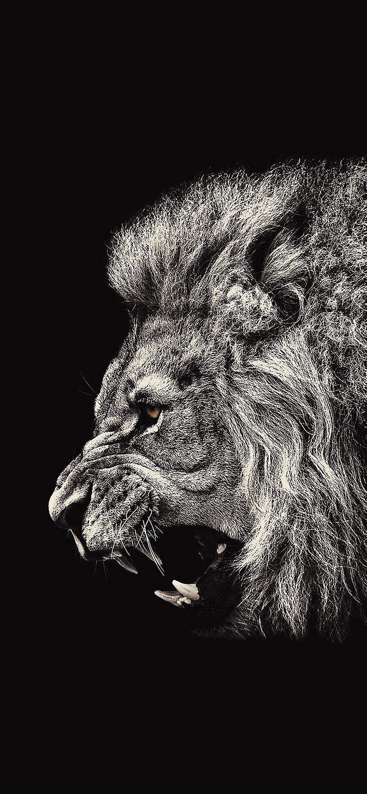 Lion Wallpaper 4K iPhone X Ideas