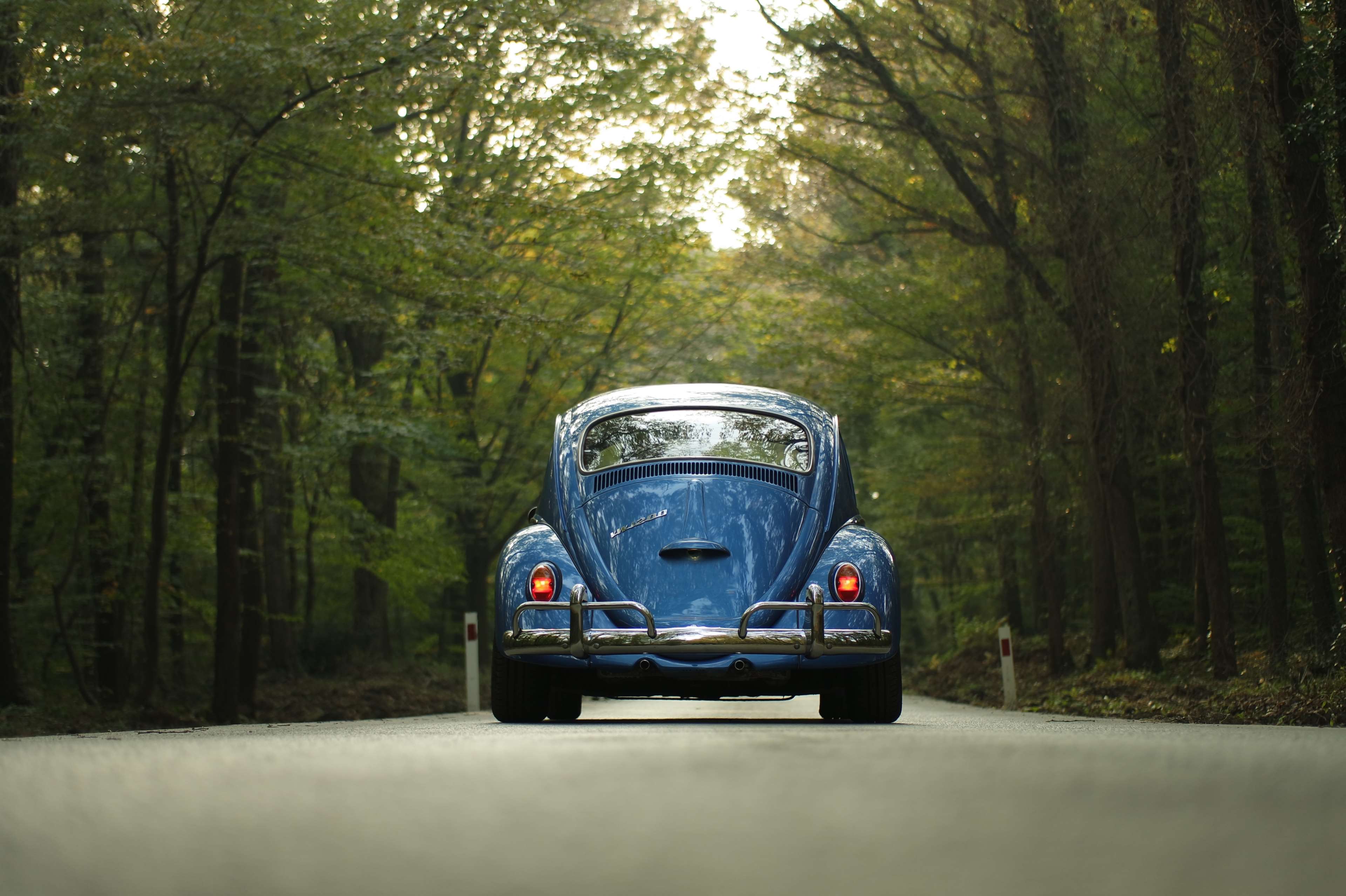 car, classic car, forest, outdoors, road, travel, trees, vehicle, vintage, volkswagen, volkswagen beetle 4k Gallery HD Wallpaper