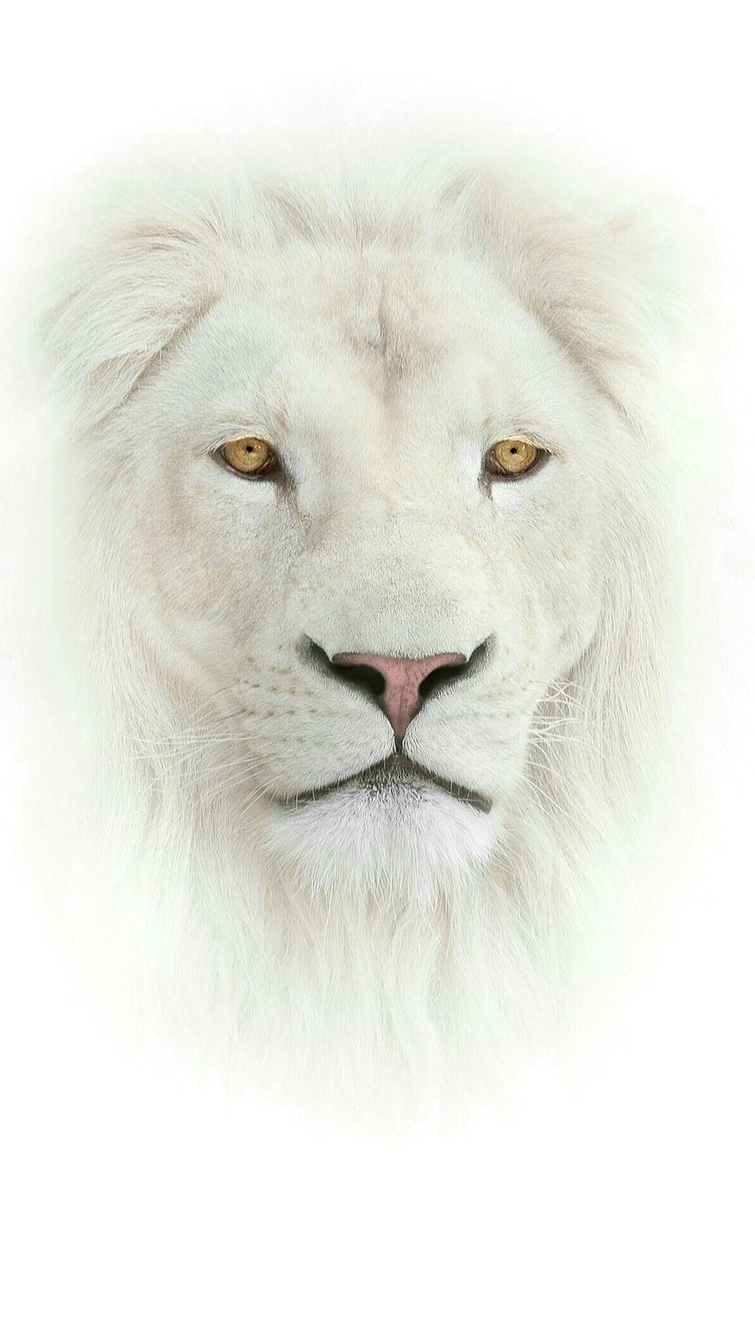 Download Majestic White Lion Phone