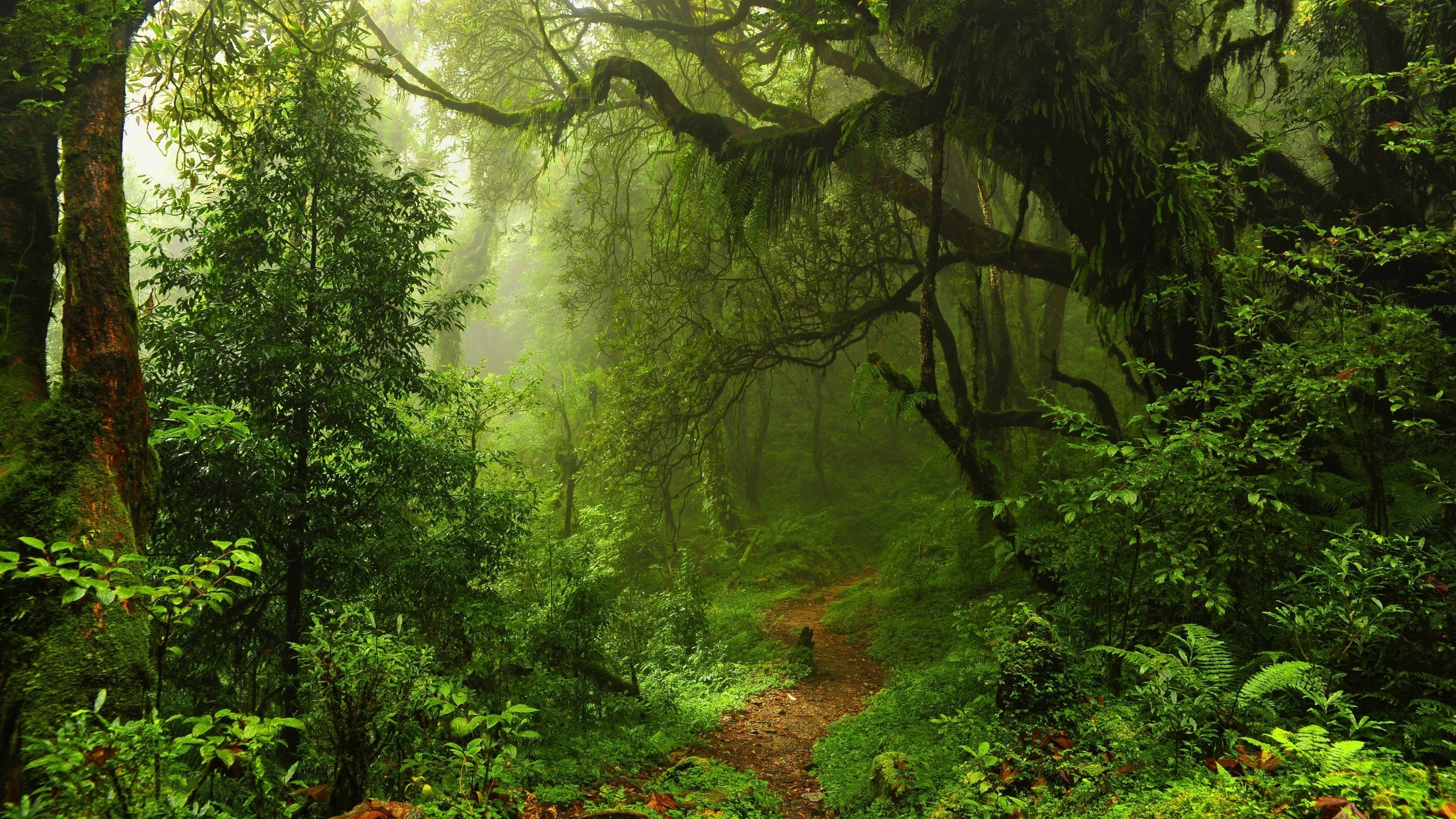 4K Green Forest Gallery HD Wallpaper