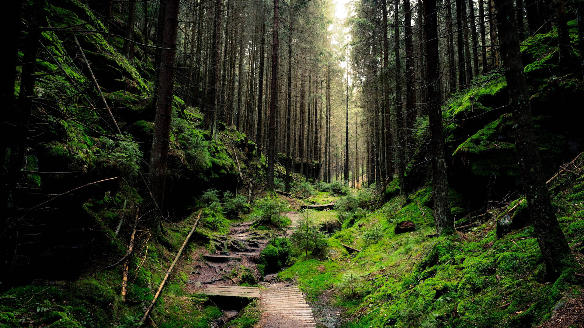 Download DeskK Lush Green Forest Wallpaper