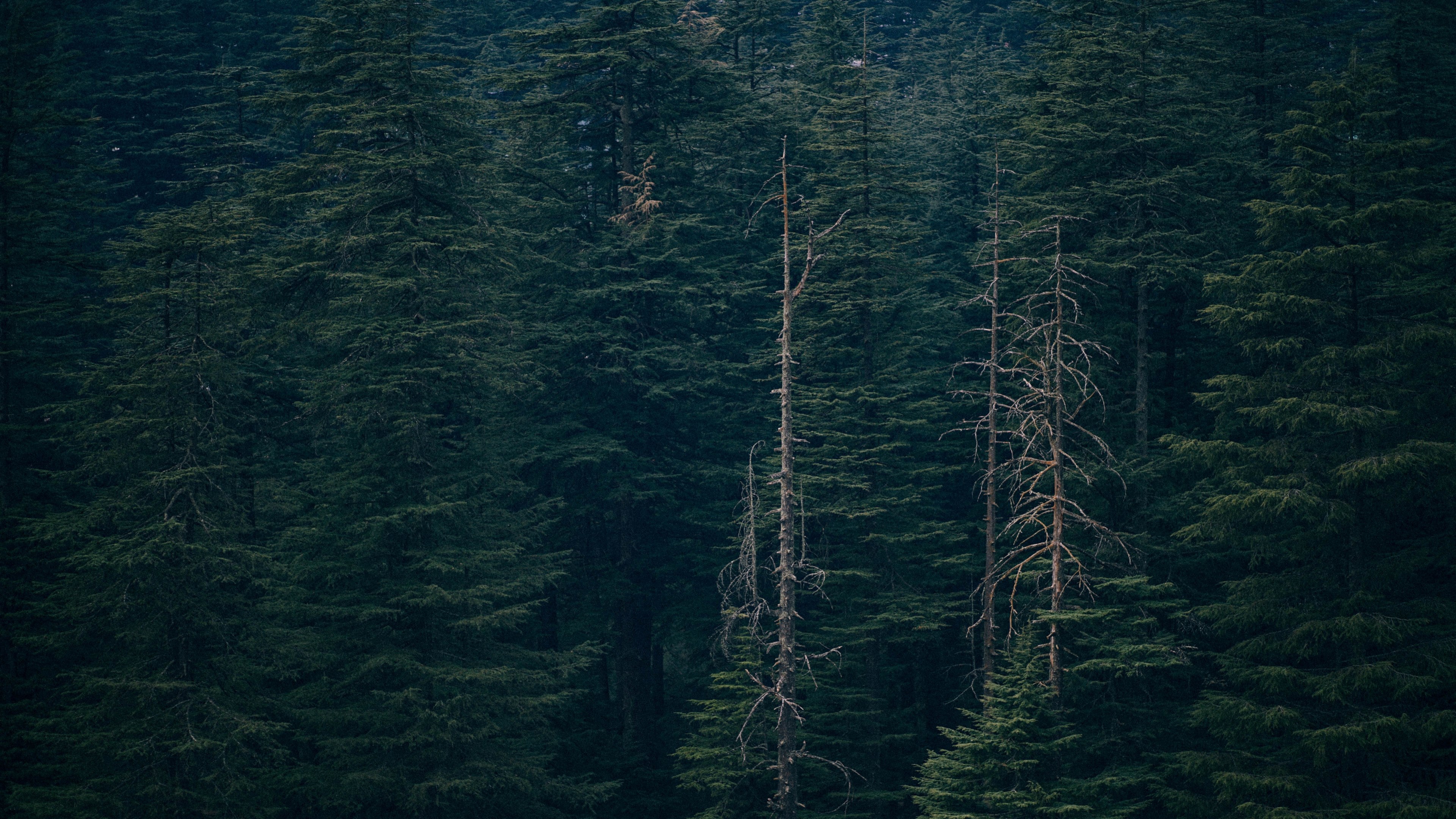 Wallpaper / deep green forest 4k wallpaper free download
