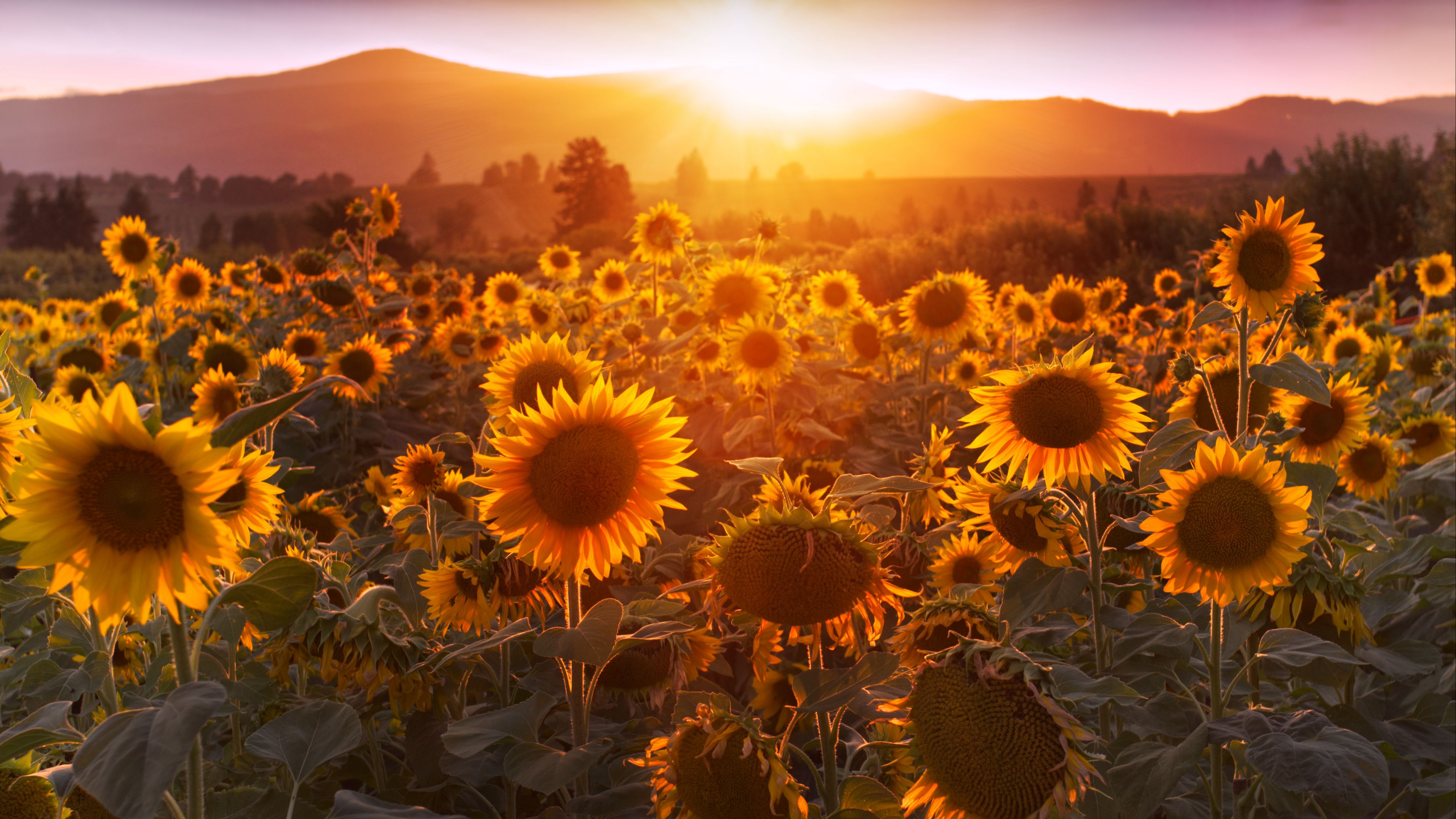 Download wallpaper 3840x2160 sunflowers, sunset, field, flowers, summer 4k uhd 16:9 HD background