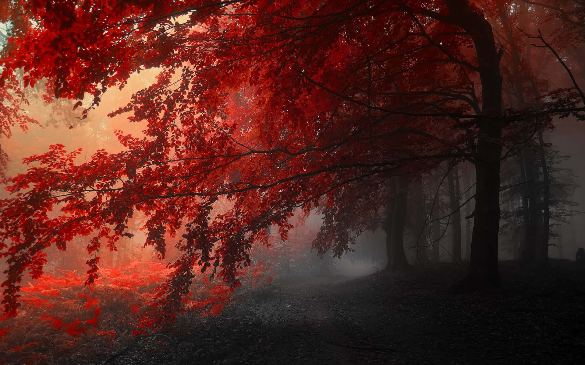 Download a red forest with trees in the fog Wallpaper