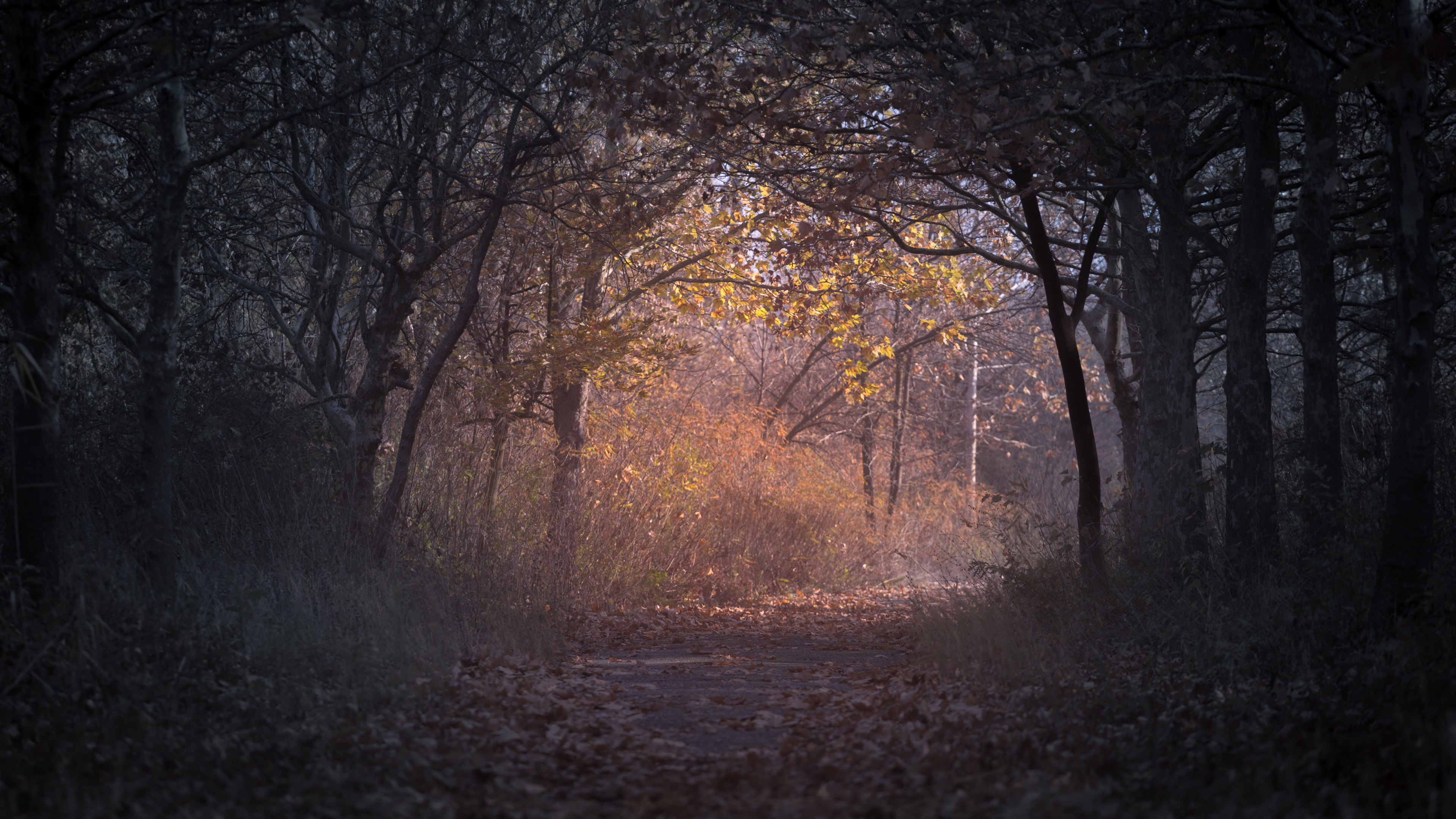 Wallpaper 4k Trees Branch Pathway Dark Autumn Forest Backlit 4k Wallpaper