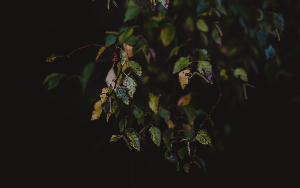 Wallpaper 4k leaves, autumn, dark, branches 4k Wallpaper