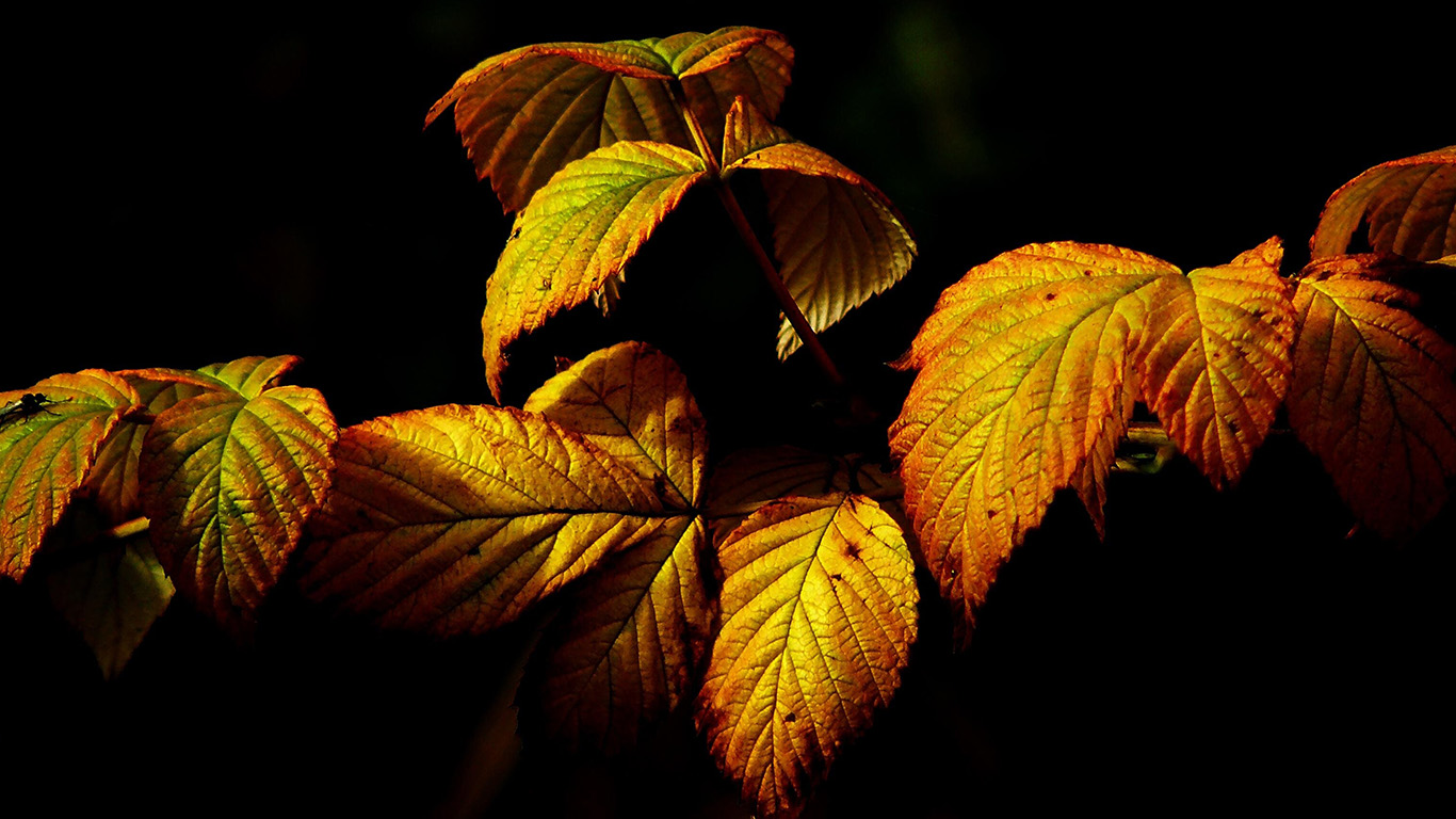 wallpaper for desktop, laptop. fall leaf dark nature
