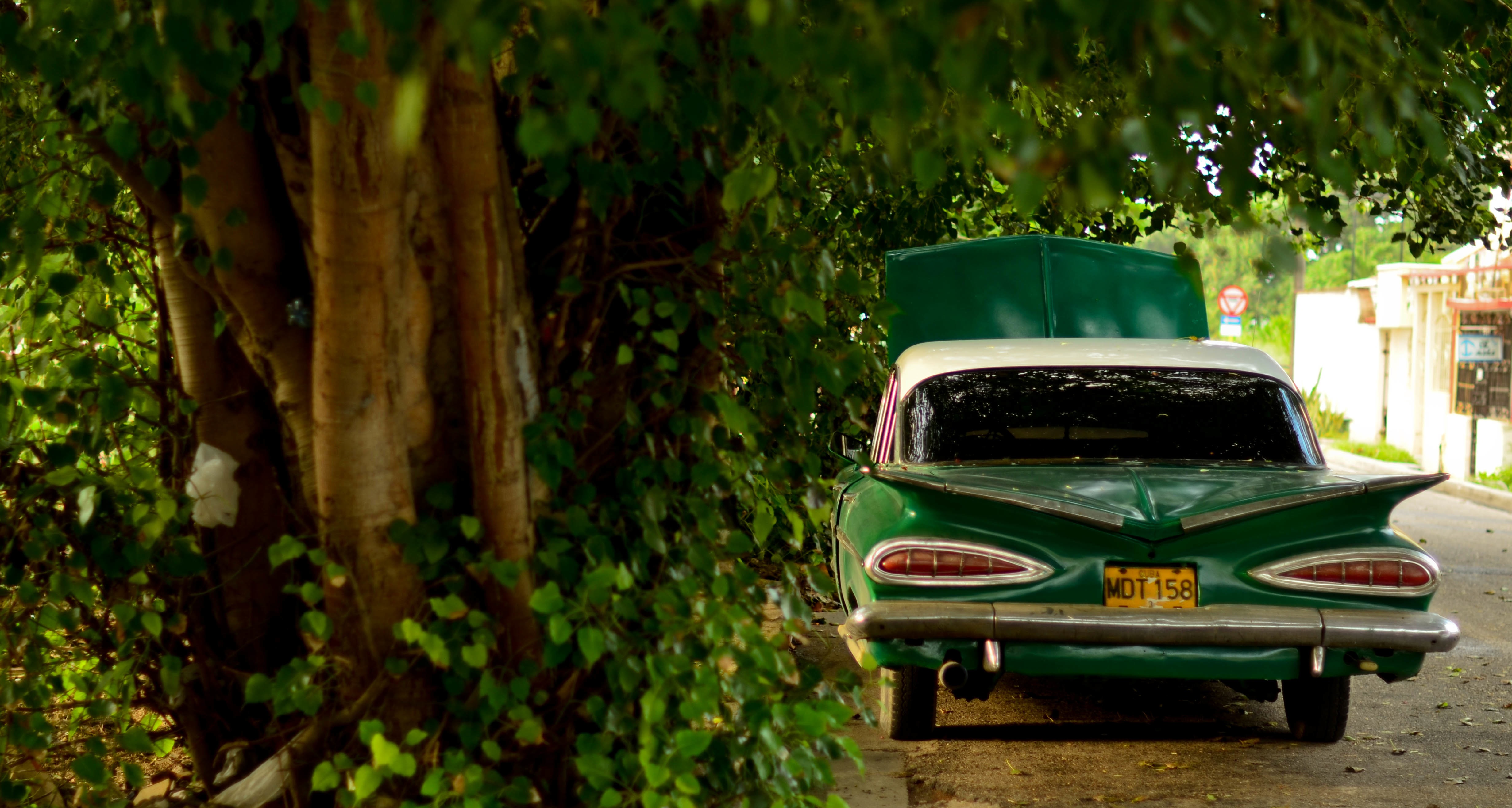 Free Image, tree, forest, car, vintage, automobile, green, vehicle, jungle, autumn, auto 4928x2636