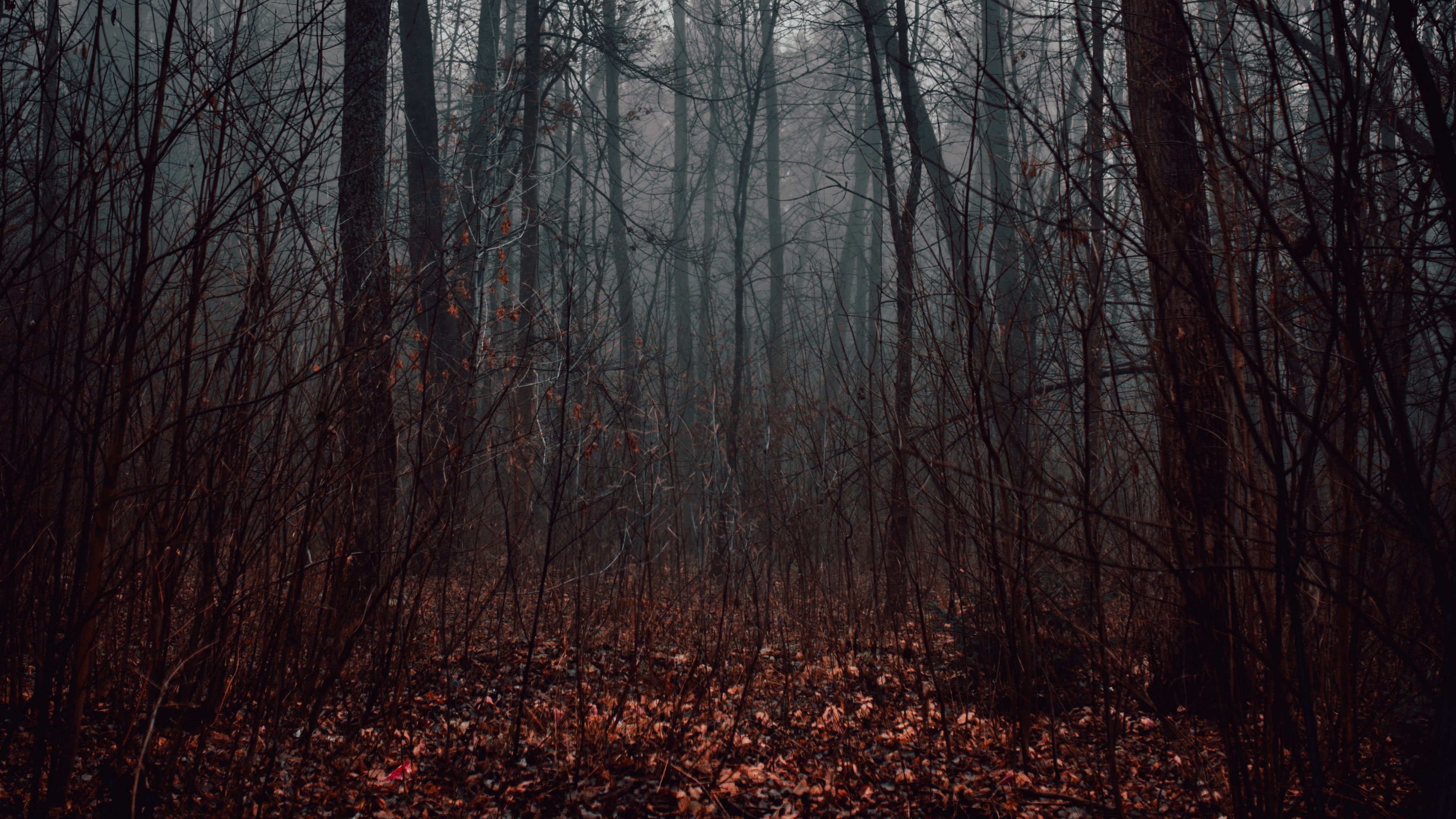 Wallpaper / forest, fog, trees, autumn, nature, 4k free download
