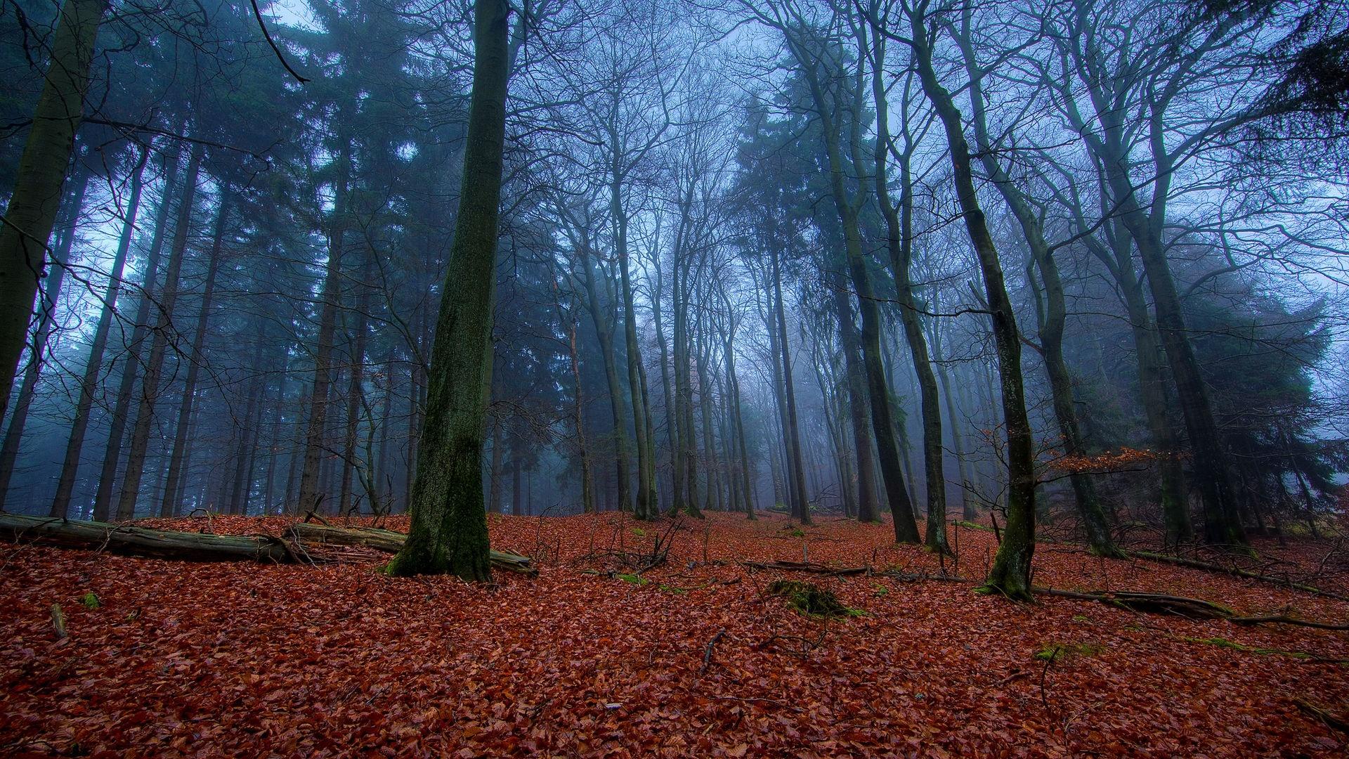 Dark Autumn Forest Wallpaper