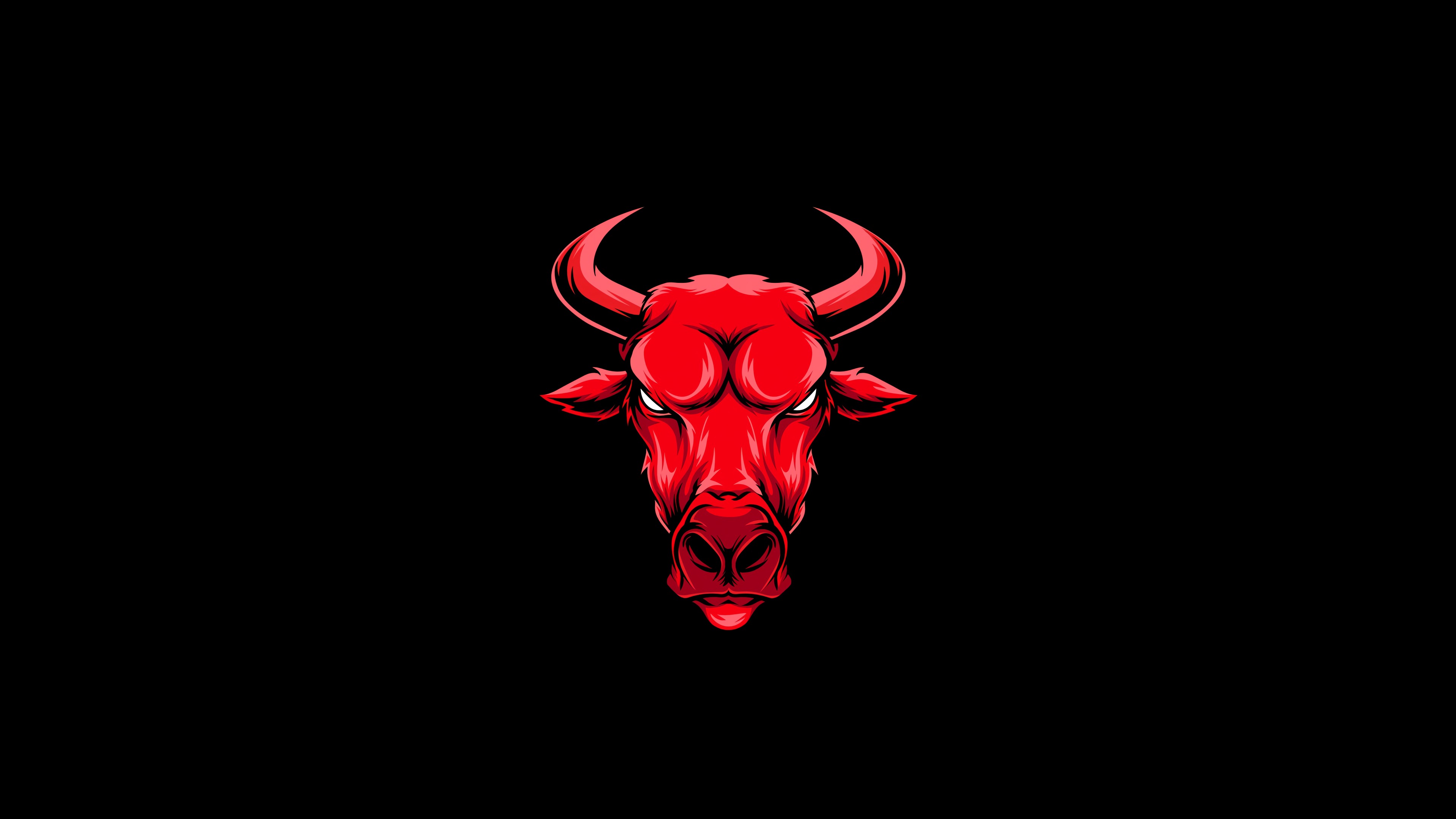 bull HD wallpaper, background