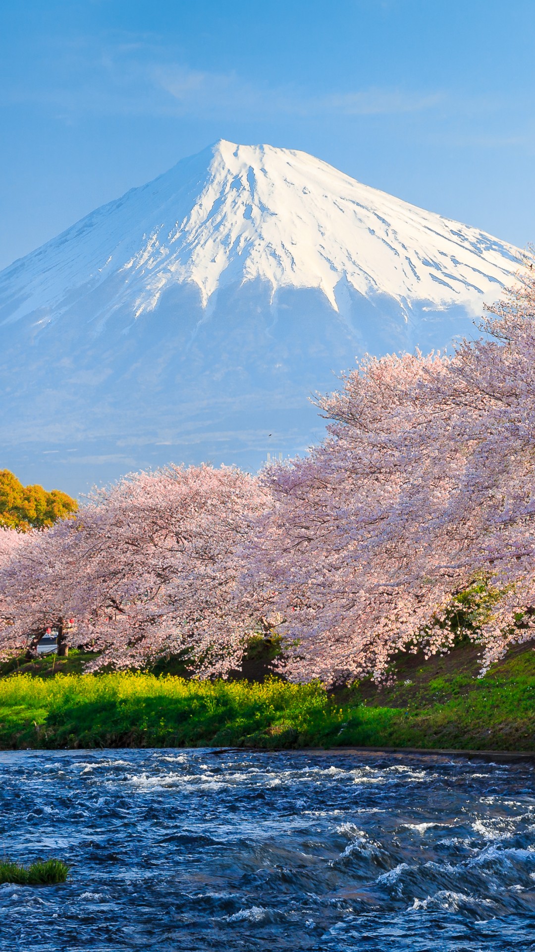 Wallpaper fuji, 4k, HD wallpaper, sakura, river, japan, travel, tourism, National Geographic Traveler Photo Contest, Nature