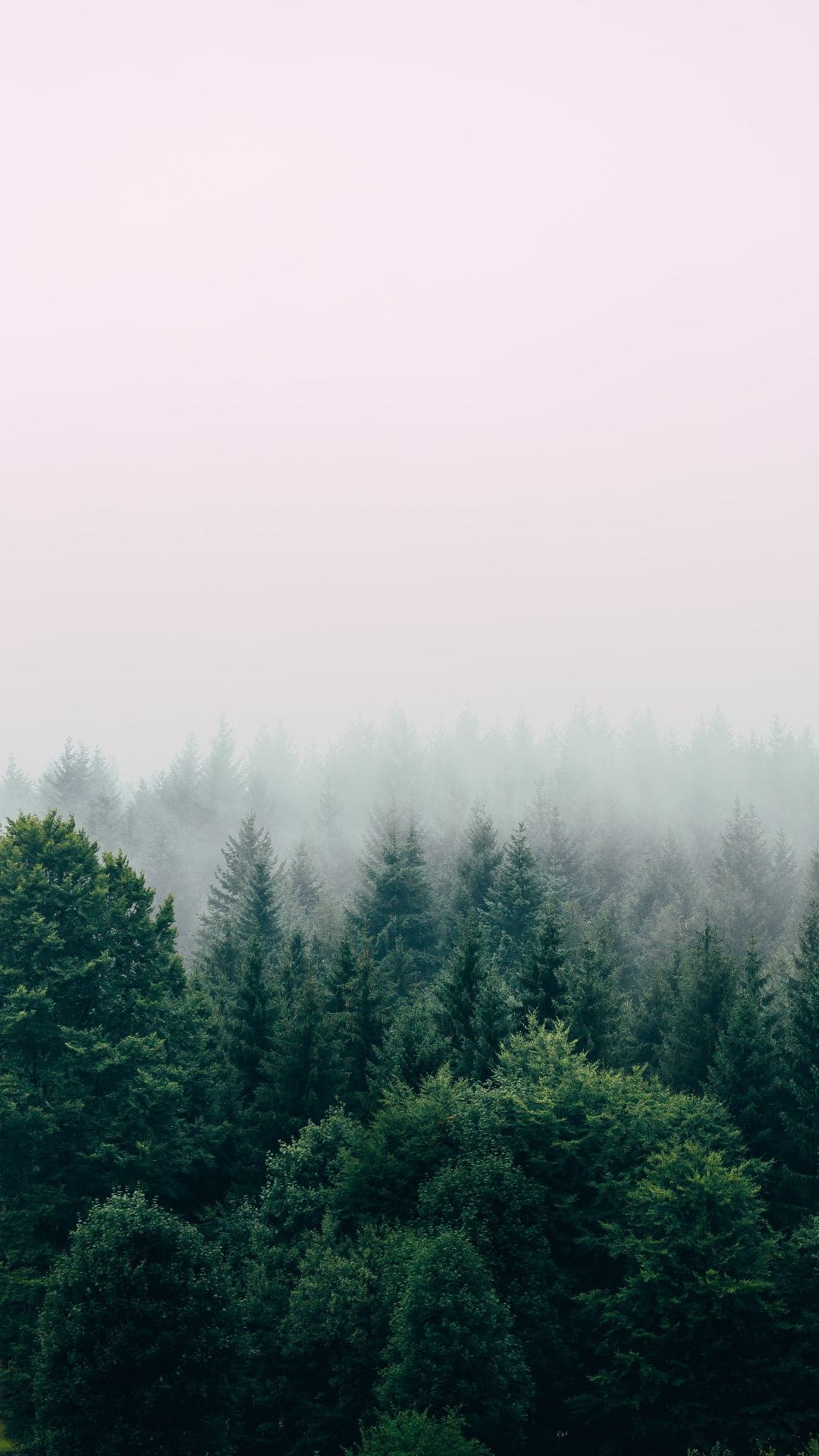 Best Forest iPhone Wallpaper