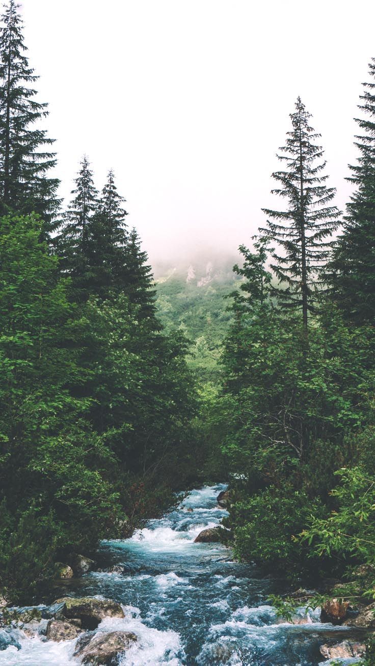 Stilvolle Hintergrundbilder für Ihr iPhone Xs Max Pin. Pretty landscapes, Nature background, Forest wallpaper iphone