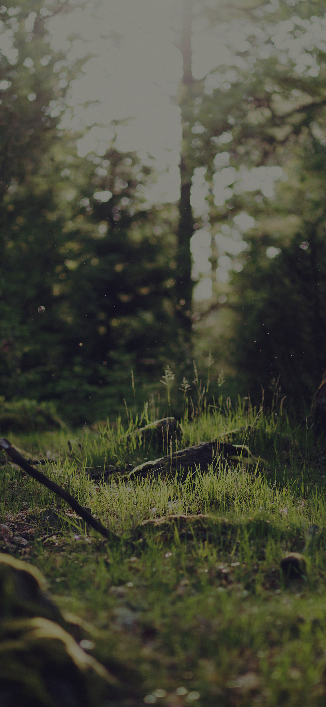 Nature Tree Dark Jonas Nilsson Lee