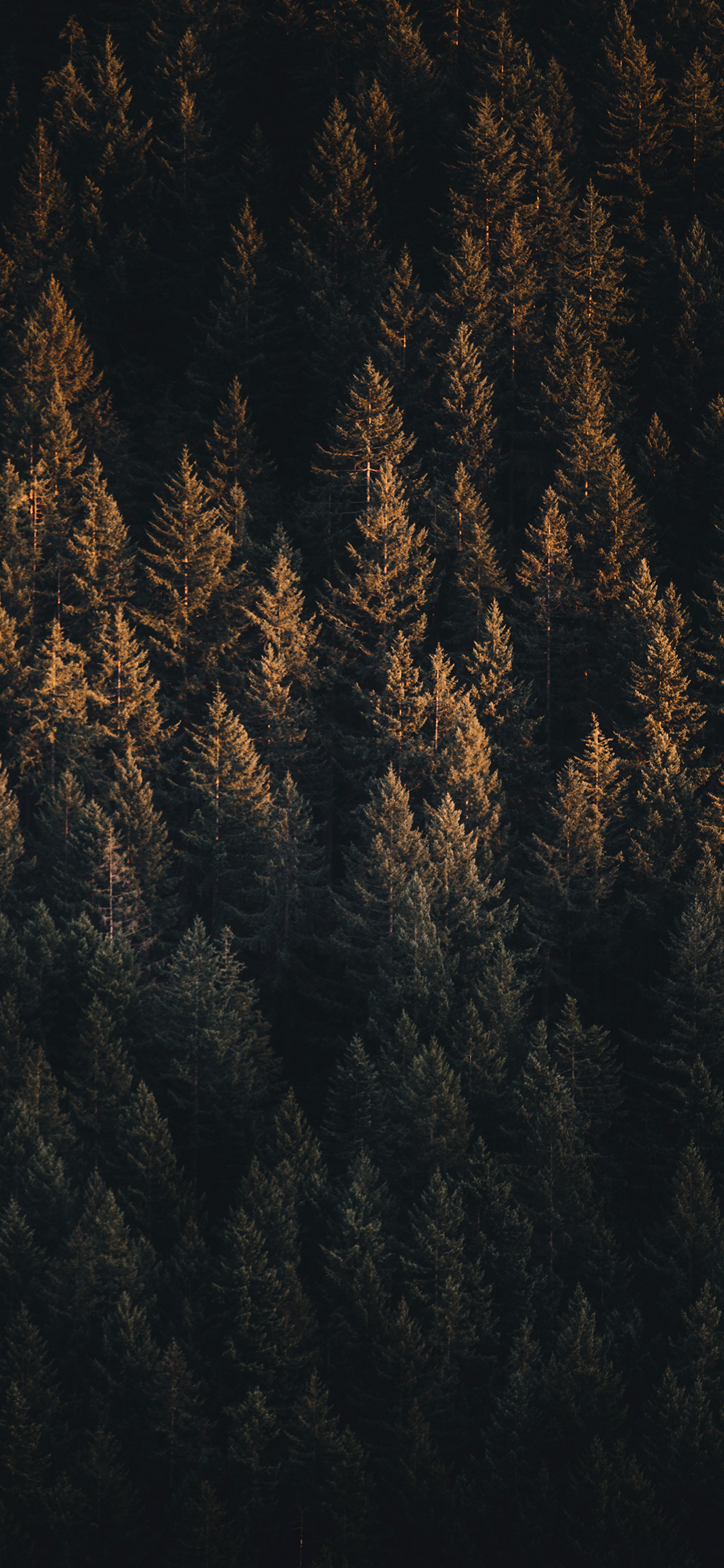 Forest Wallpaper for iPhone 11, Pro Max, X, 8, 7, 6