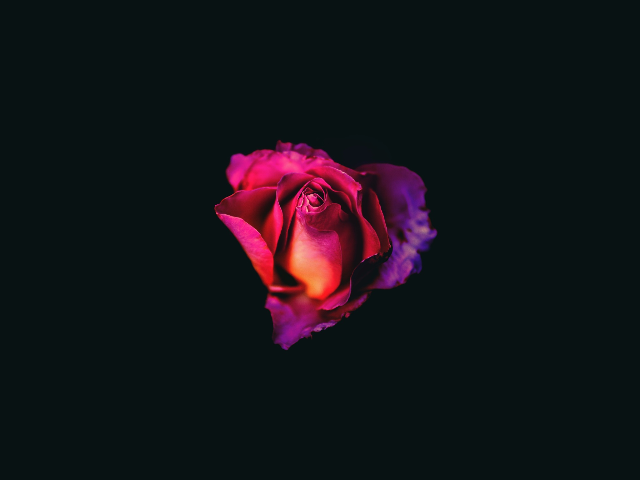 Wallpaper 4k Rose Oled Dark 4k Wallpaper