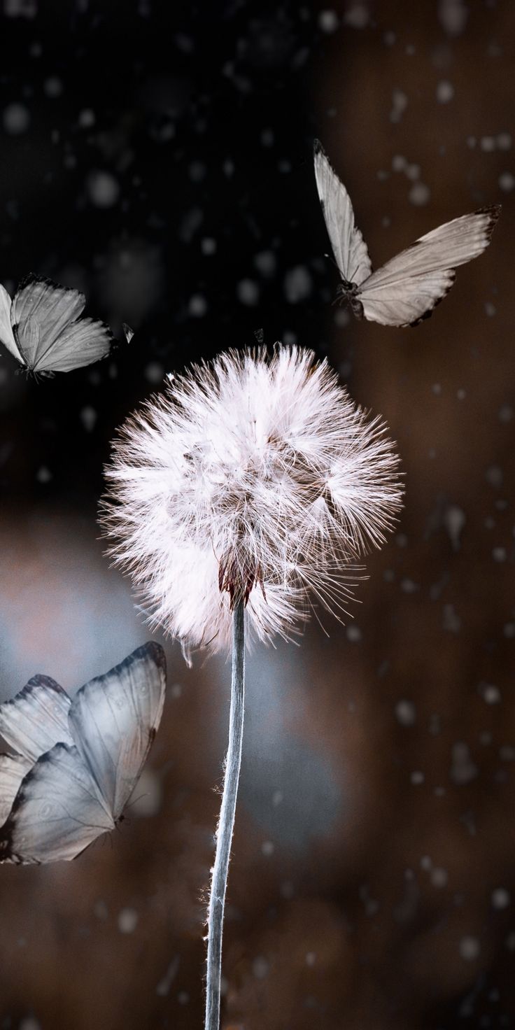 Bokeh, dandelion and butterfly, blur