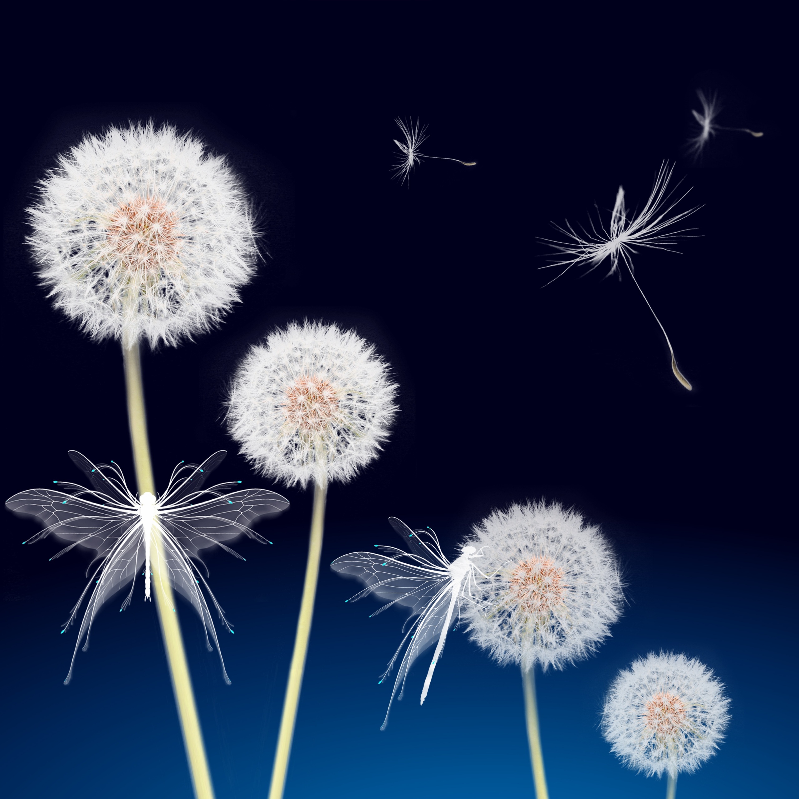 Dandelion flowers Wallpaper 4K, Dandelion seeds