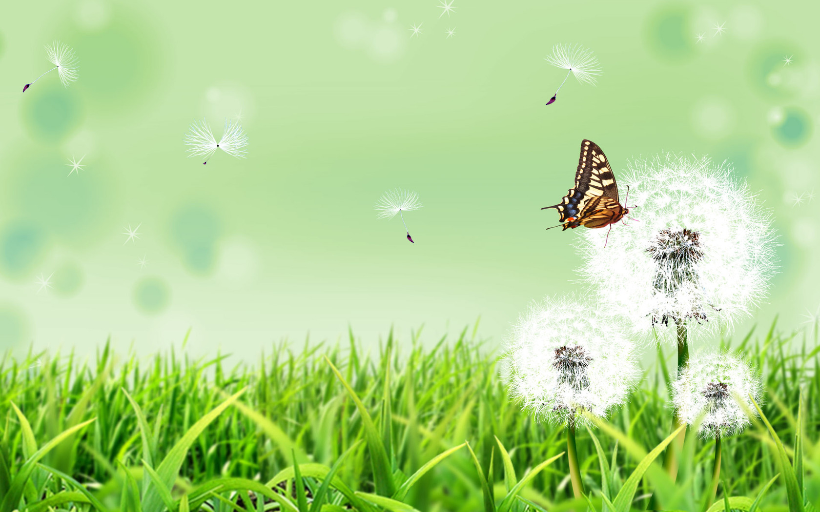 Free download Download Butterfly on a dandelion wallpaper [1680x1050] for your Desktop, Mobile & Tablet. Explore Dandelion Wallpaper. Dandelion Wallpaper, Dandelion Background, Dandelion Background