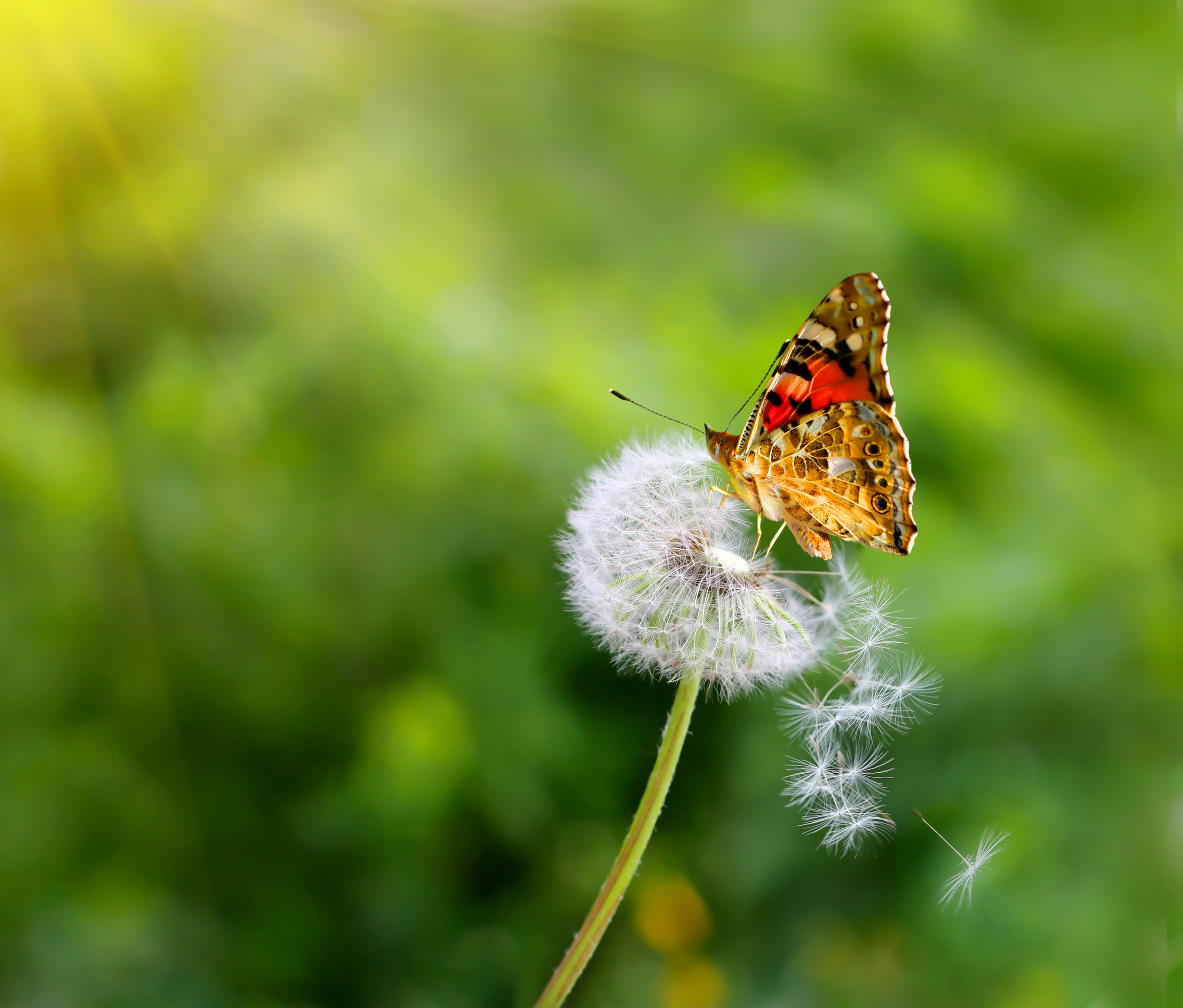 Butterfly on Dandelion Background​-Quality Free Image and Transparent PNG Clipart