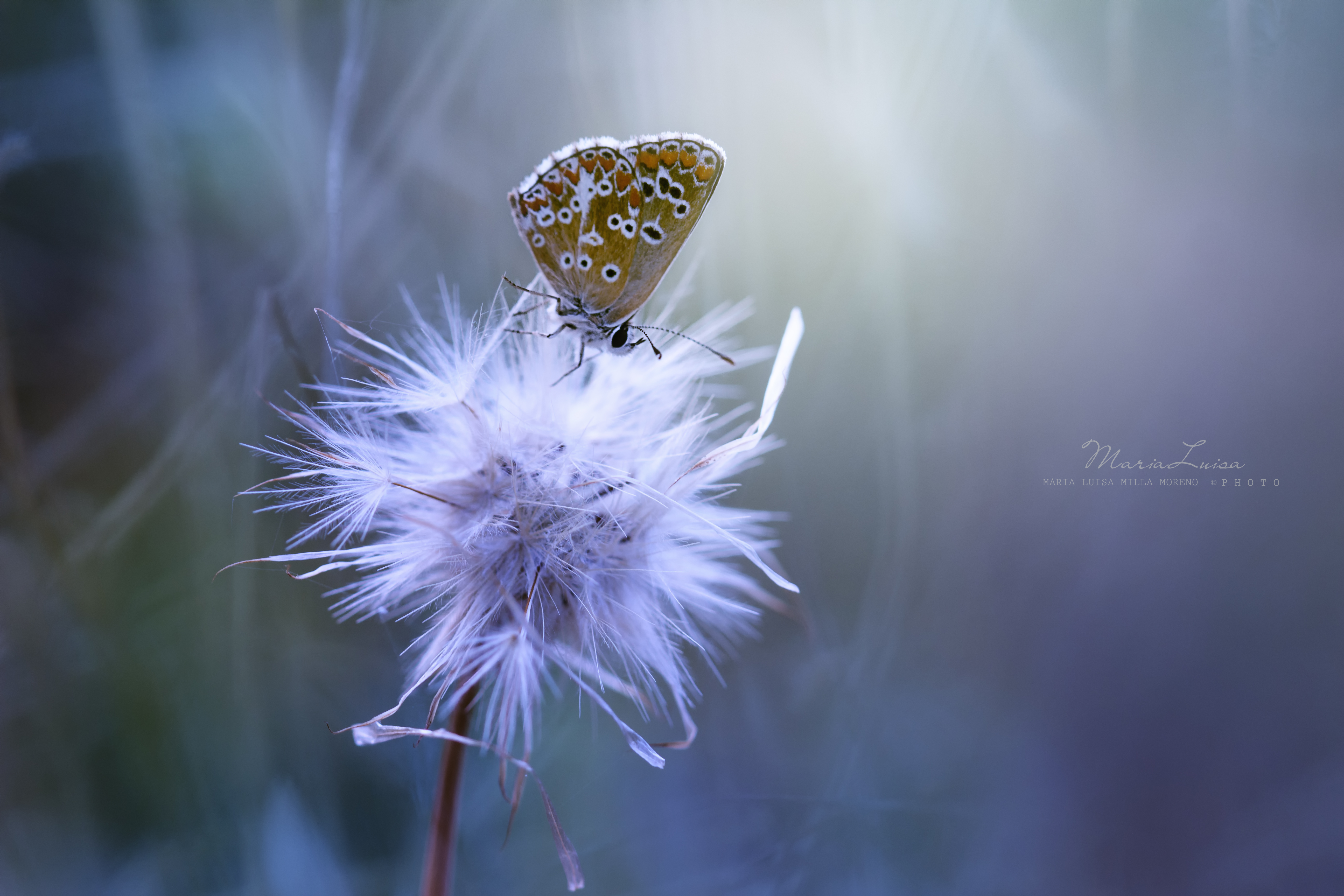 Wallpaper, summer, macro, nature, animal, butterfly, evening, soft, wildlife, softness, meadow, butterflies, insects, dandelion, summertime, wildflowers, ariciacramera 5184x3456