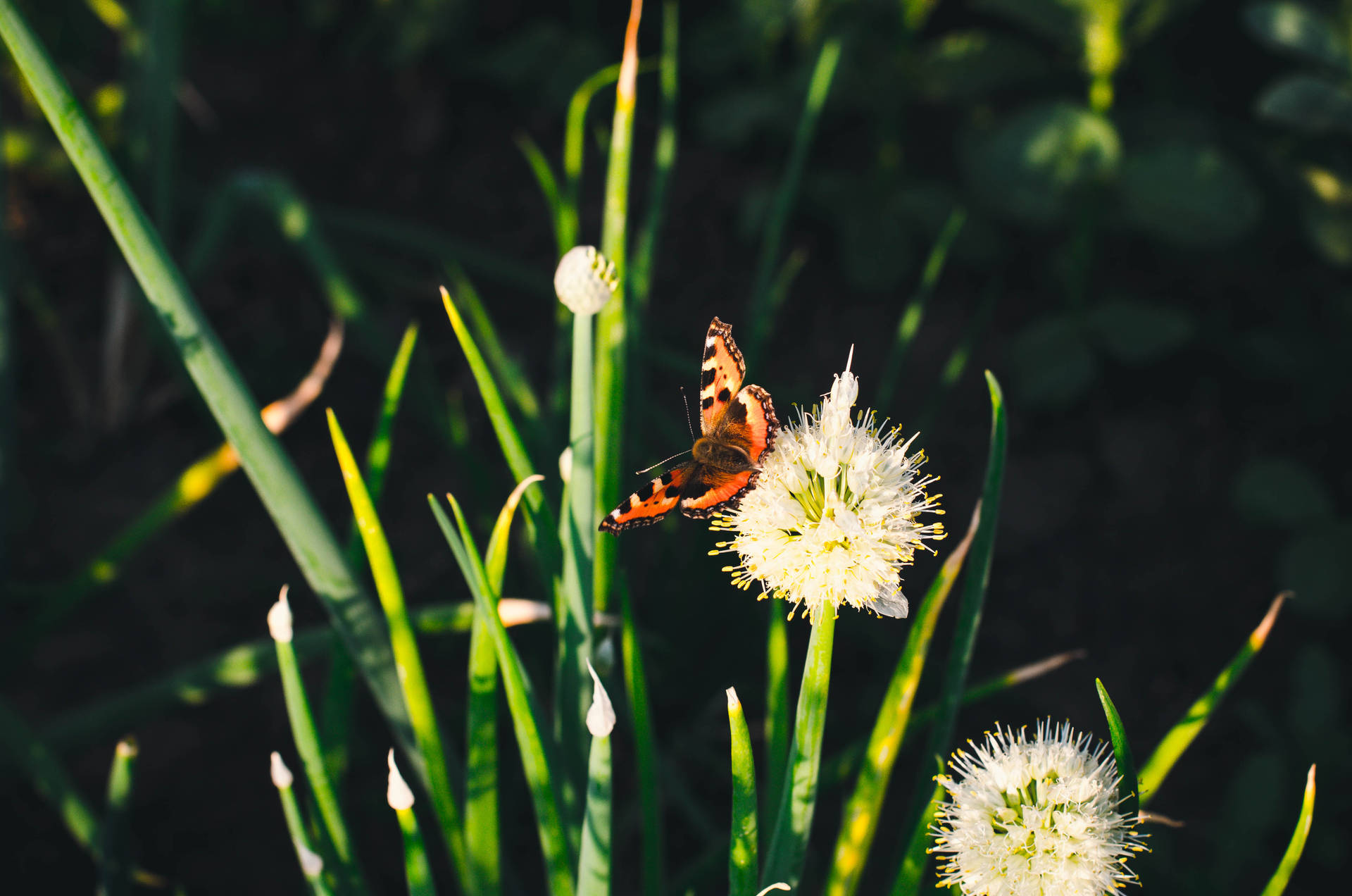 Download Aesthetic Butterfly On Dandelion Wallpaper
