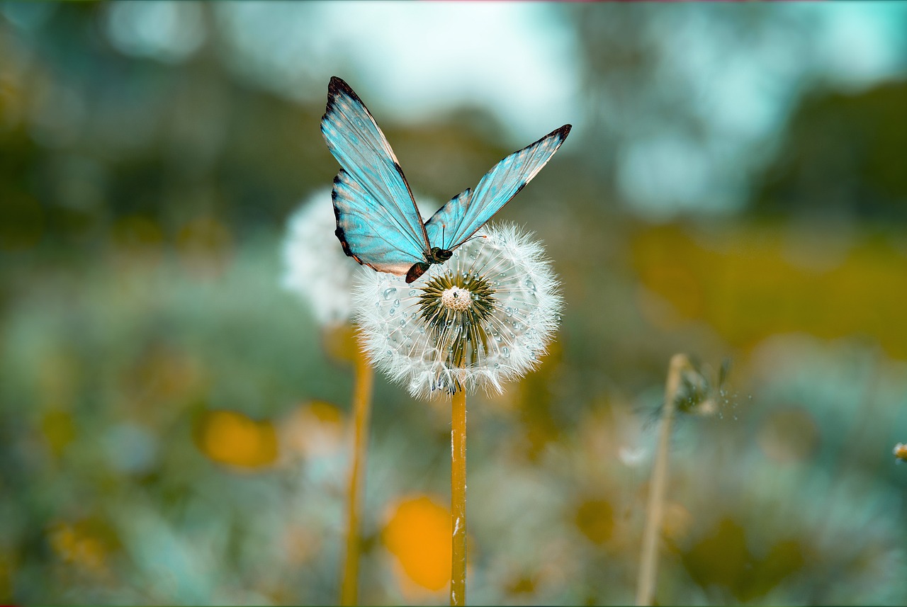 Butterfly Dandelion Nature