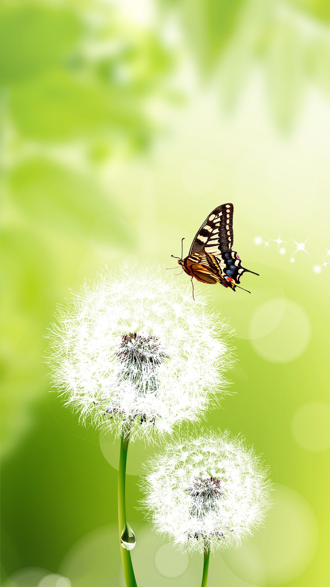 3D Butterfly iPhone Wallpaper