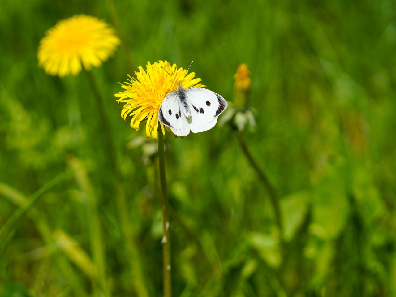 Download wallpaper 1280x960 butterfly, insect, dandelion, flower, macro standard 4:3 HD background