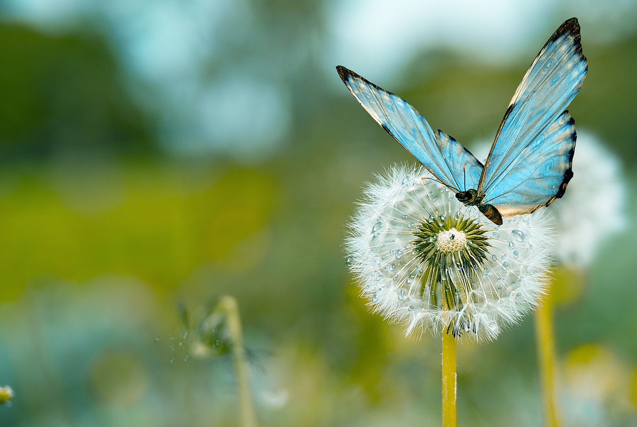 Butterfly Dandelion Nature