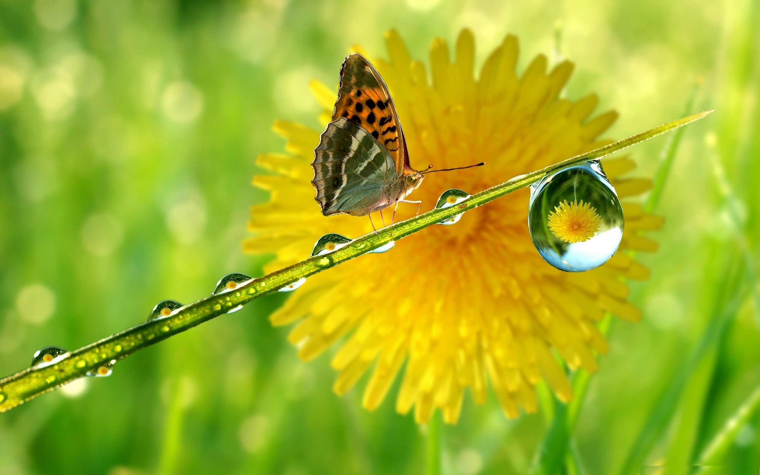 Wallpaper, butterfly, flower, drop, dandelion, leaves, grass 2560x1600