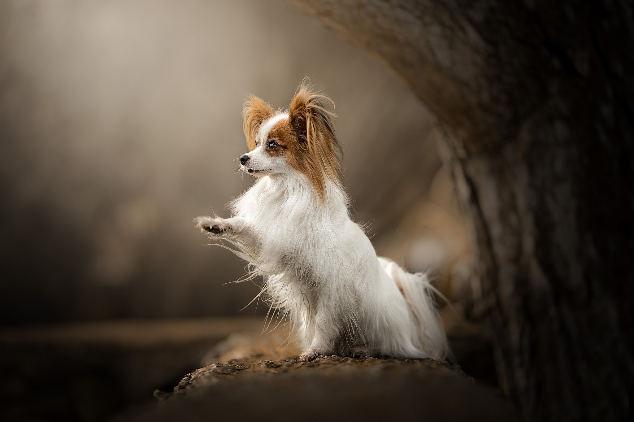 Animal Papillon HD Wallpaper