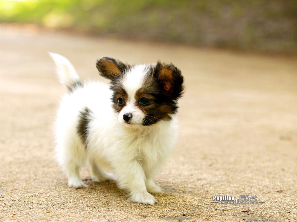 Papillon Dog Wallpaper