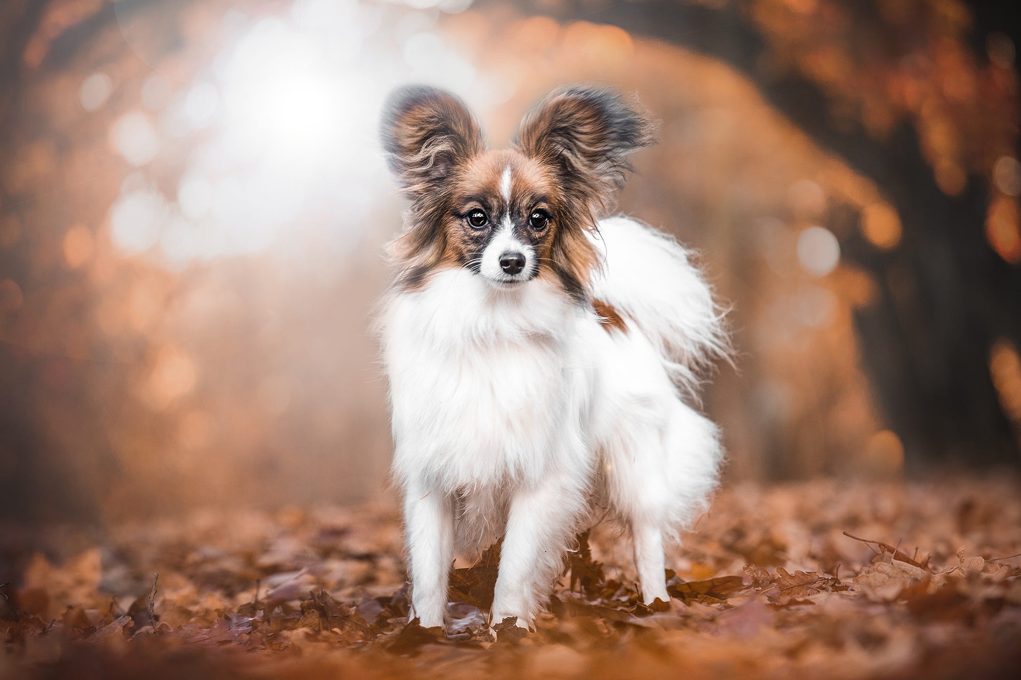 Download Papillon (Dog) wallpaper for mobile phone, free Papillon (Dog) HD picture