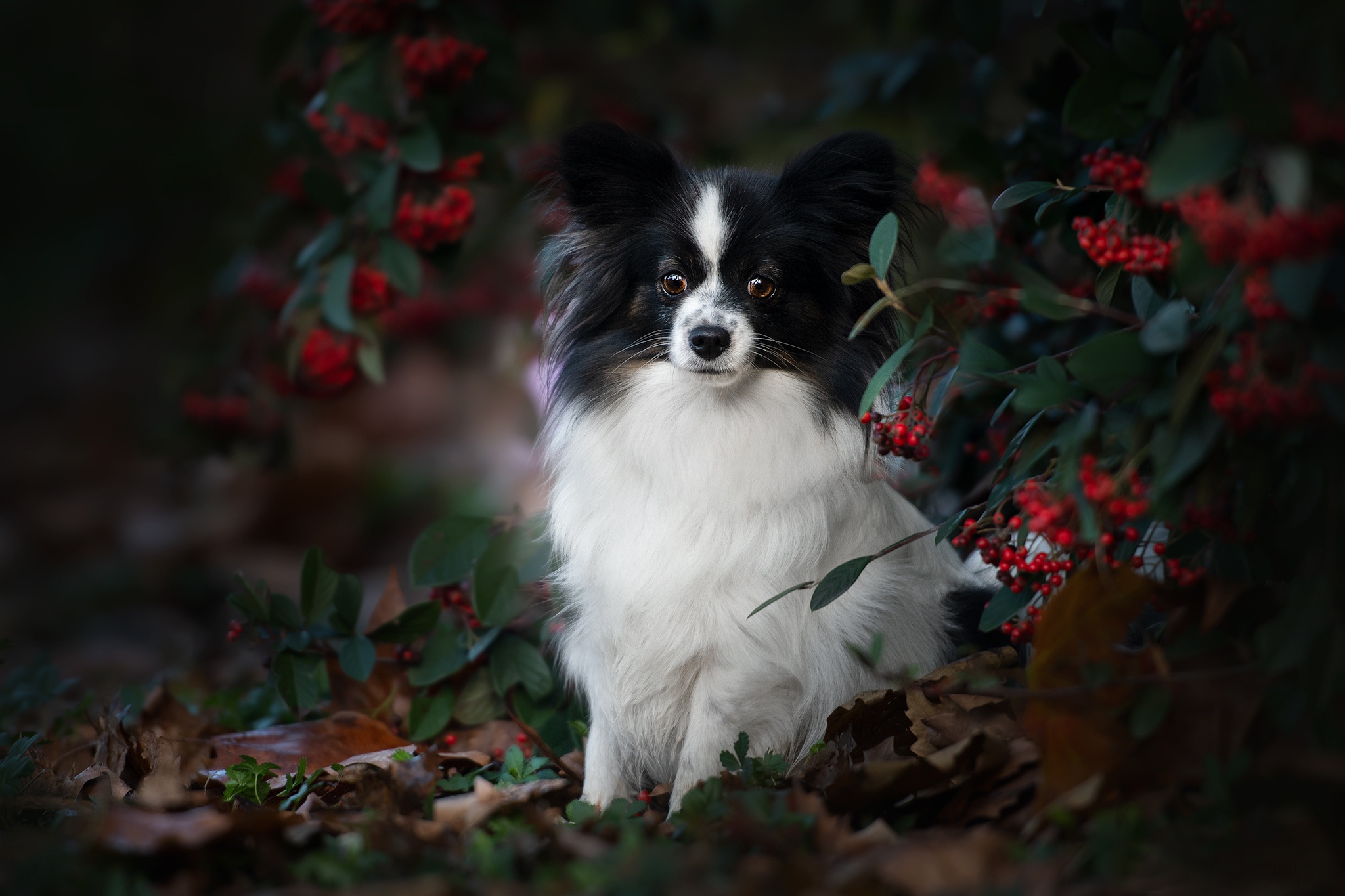 Animal Papillon HD Wallpaper