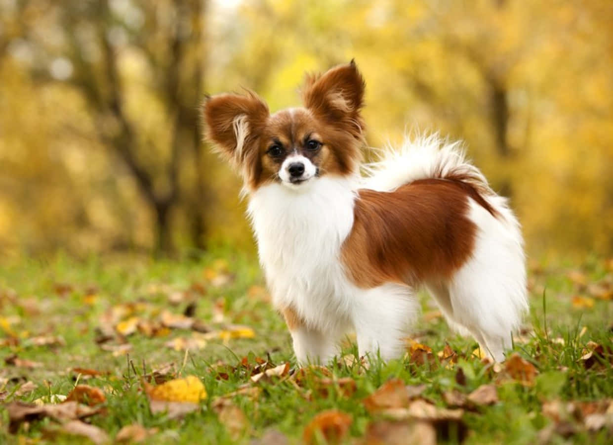Papillon Picture