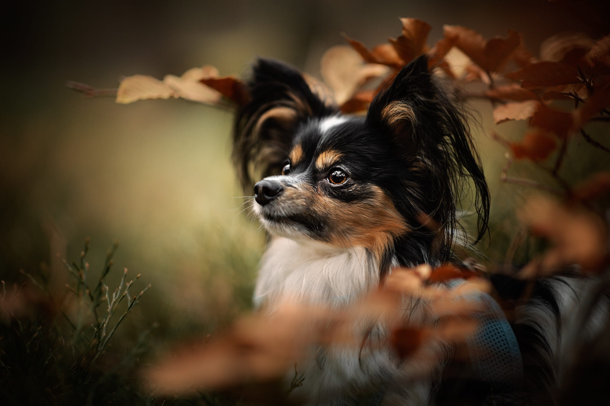 Papillon (Dog) HD Wallpaper and Background